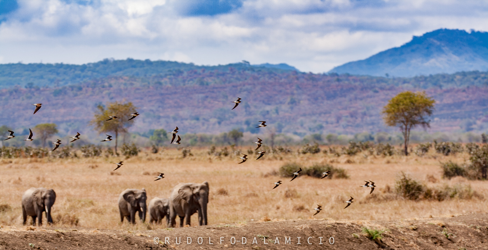 Canon EOS 1000D (EOS Digital Rebel XS / EOS Kiss F) sample photo. Birds and elephants present: life at the waterpool photography