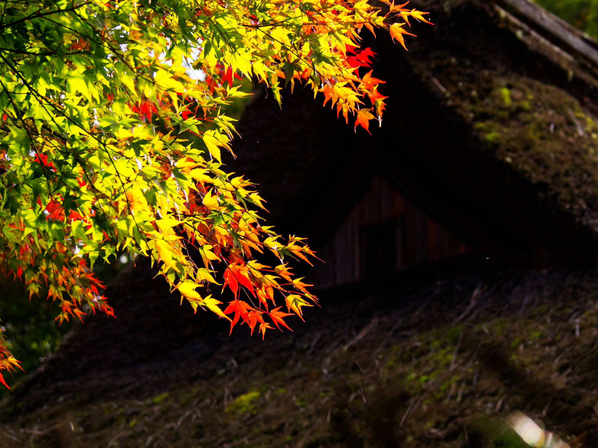 Olympus PEN E-PM2 sample photo. An old house and colored leaves photography