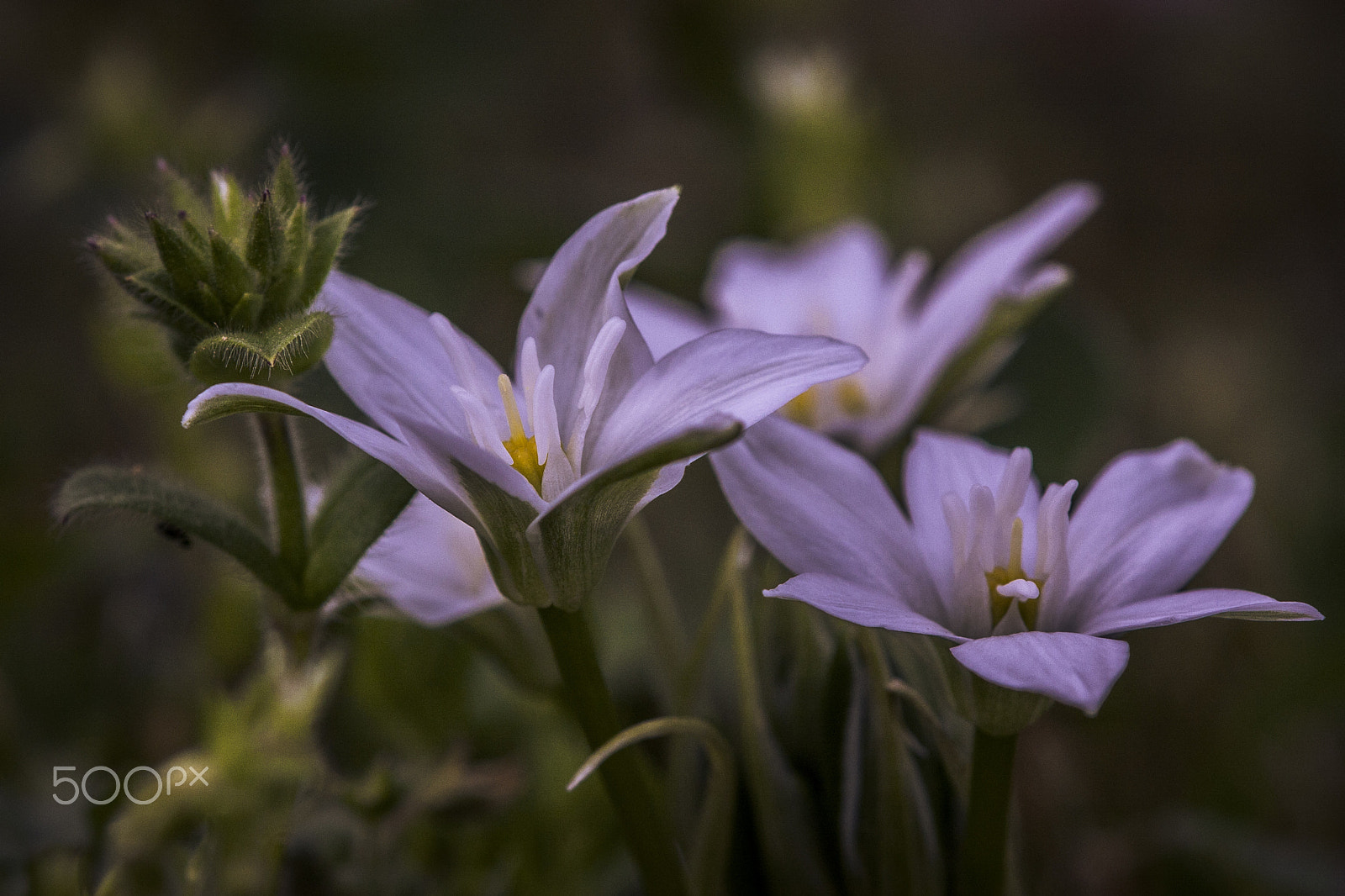 Tamron SP AF 180mm F3.5 Di LD (IF) Macro sample photo. In the garden photography