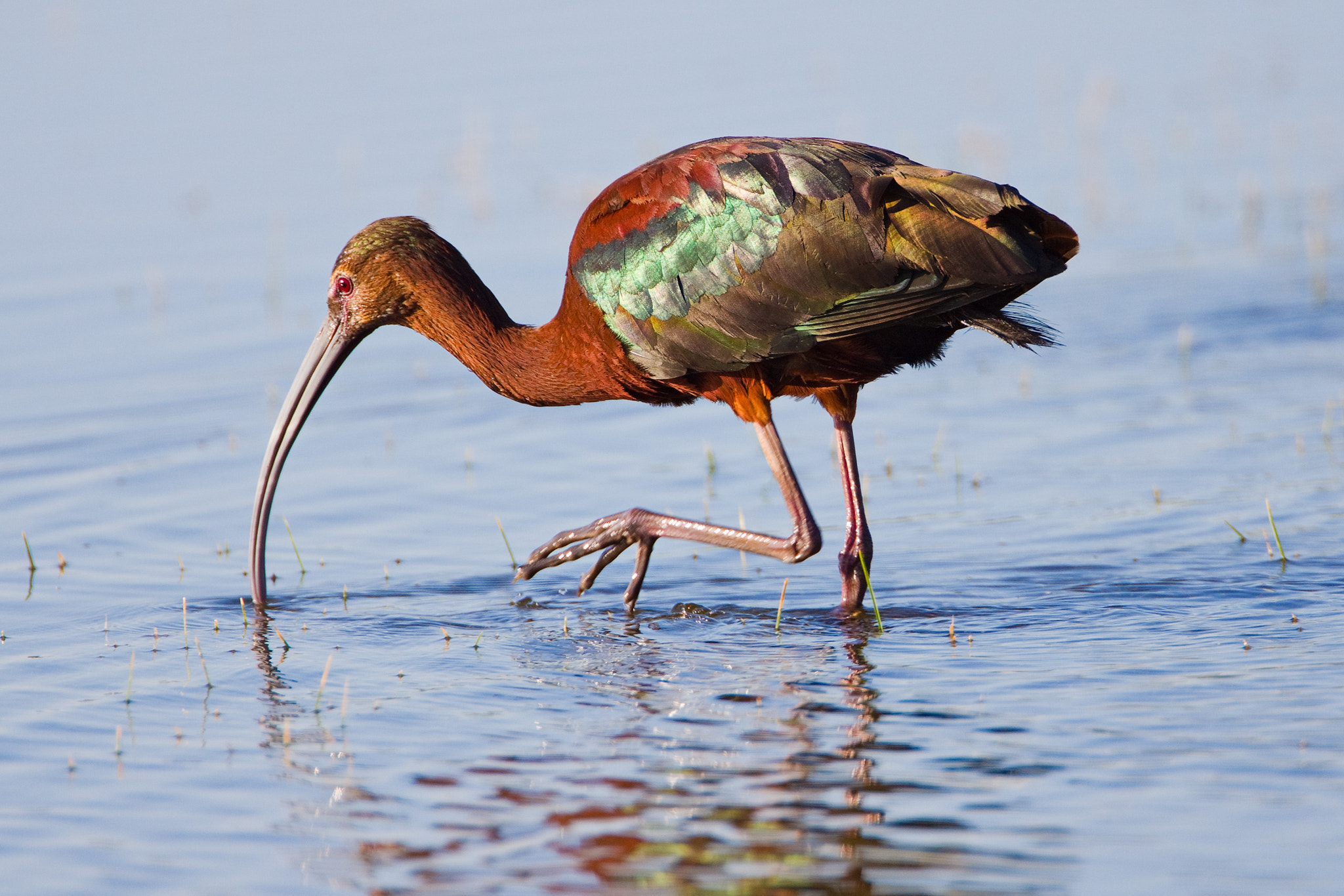 Canon EOS 50D + Canon EF 500mm F4L IS USM sample photo. White faced ibis photography