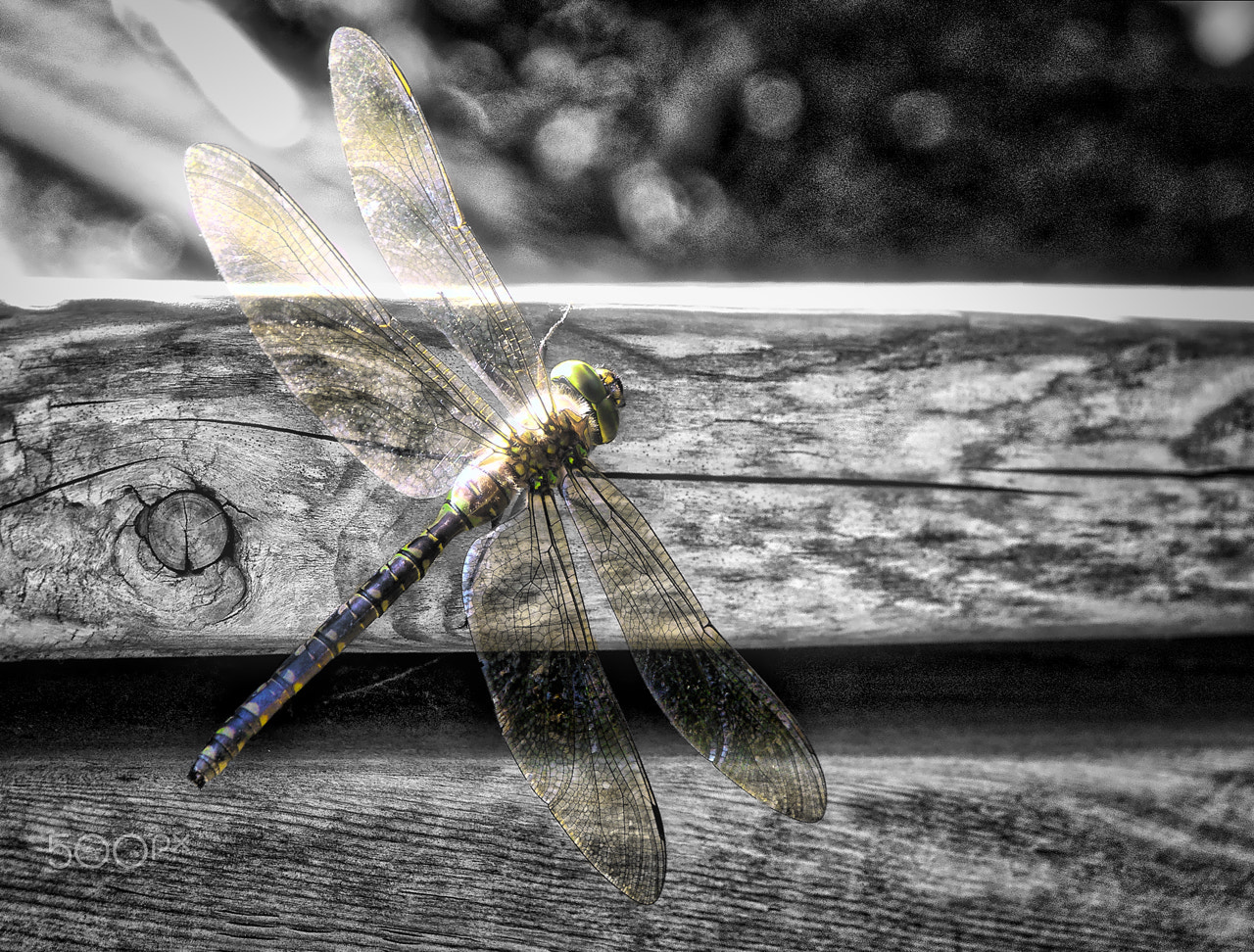 Kodak P880 ZOOM DIGITAL CAMERA sample photo. Dragonfly photography
