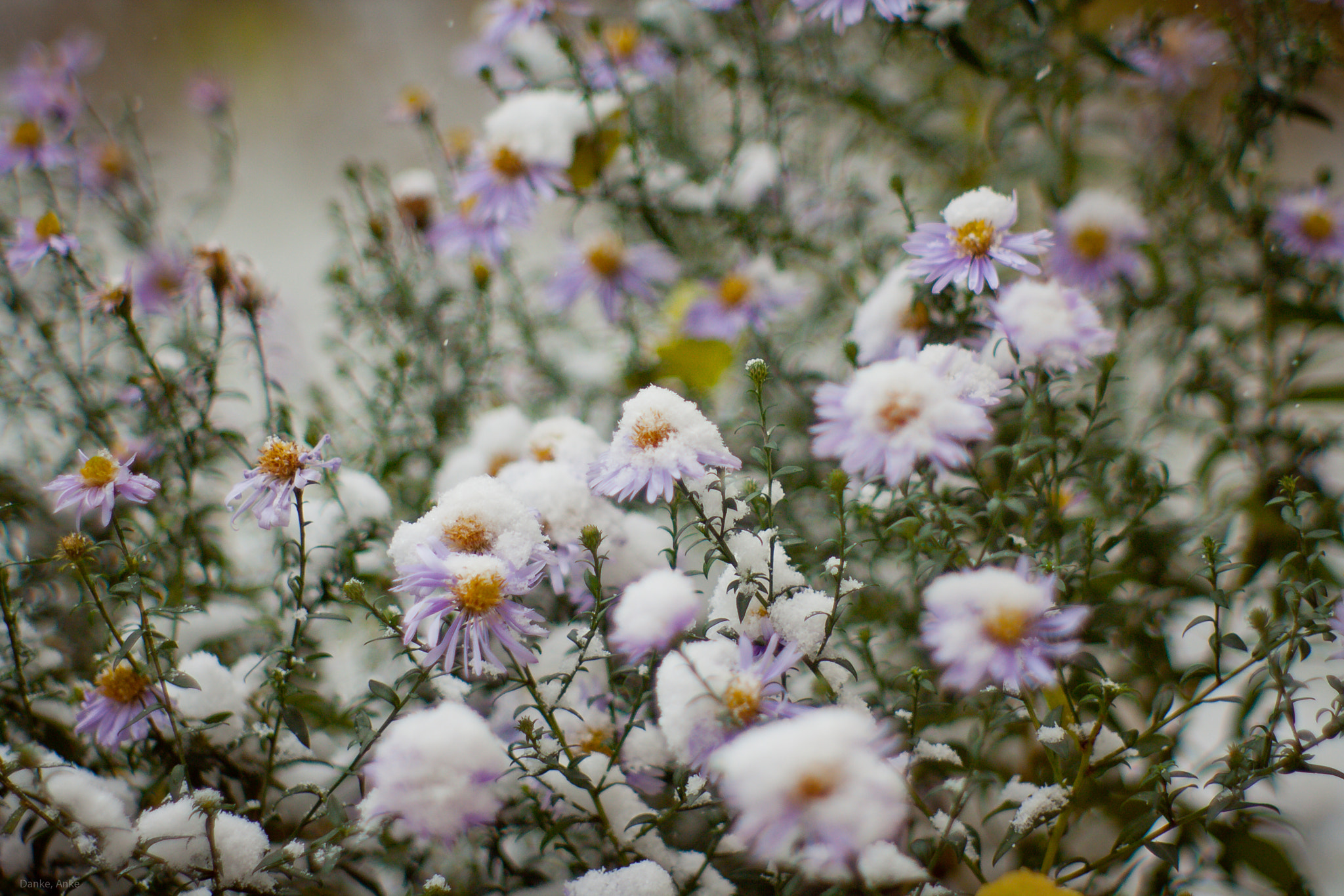 Canon EF 35-80mm f/4-5.6 sample photo. Snowy flower photography