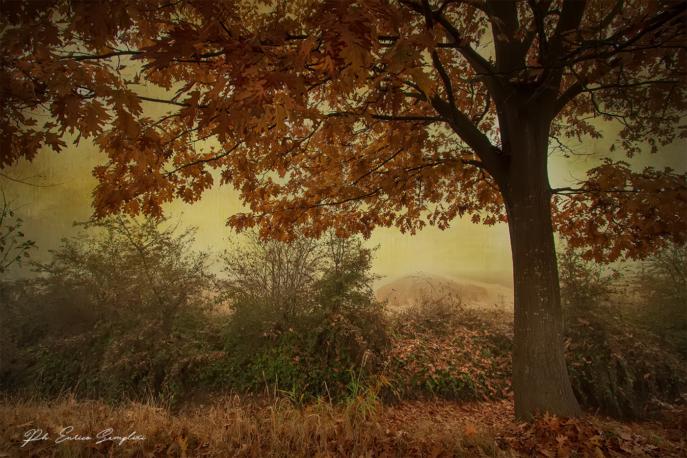 Canon EF-S 10-22mm F3.5-4.5 USM sample photo. La grande quercia photography