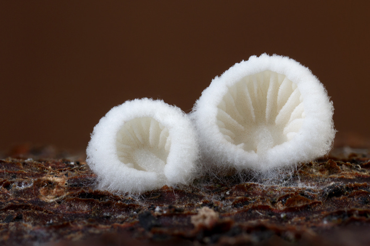 Canon MP-E 65mm F2.5 1-5x Macro Photo sample photo. Crepidotus spec. photography