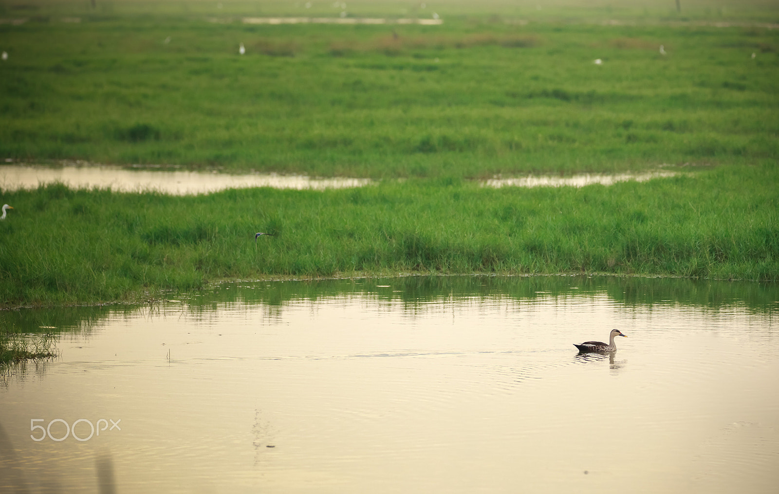 150-600mm F5-6.3 DG OS HSM | Contemporary 015 sample photo. Duck photography