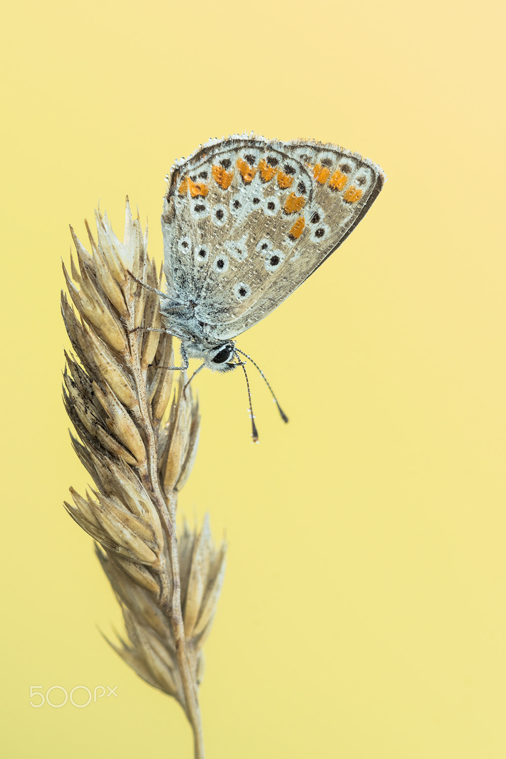 Sigma 150mm F2.8 EX DG Macro HSM sample photo. Common blue photography