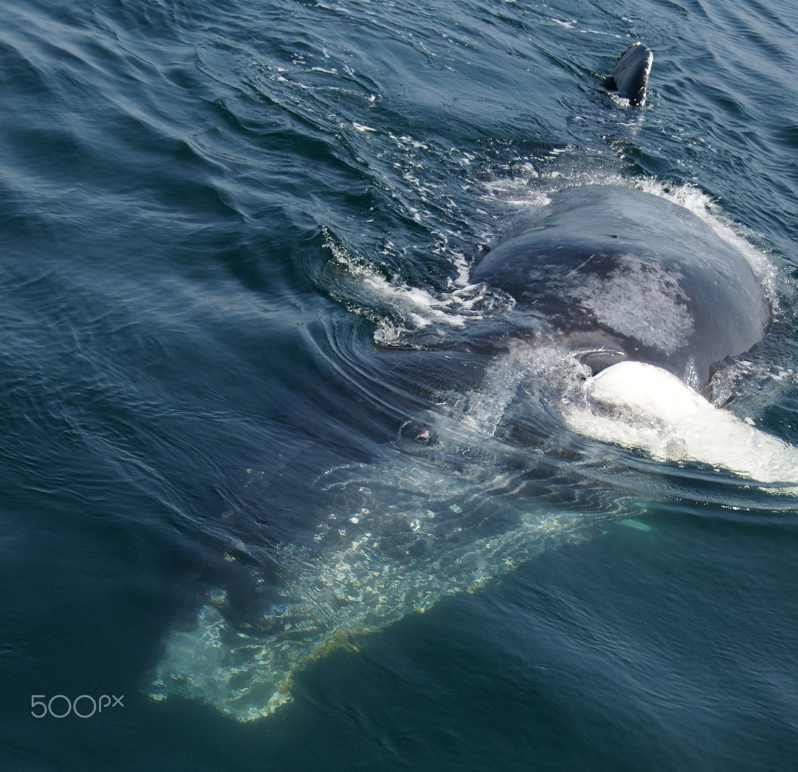 Sony Alpha DSLR-A700 + Tamron AF 18-250mm F3.5-6.3 Di II LD Aspherical (IF) Macro sample photo. Eye to eye with baby humpback whale photography