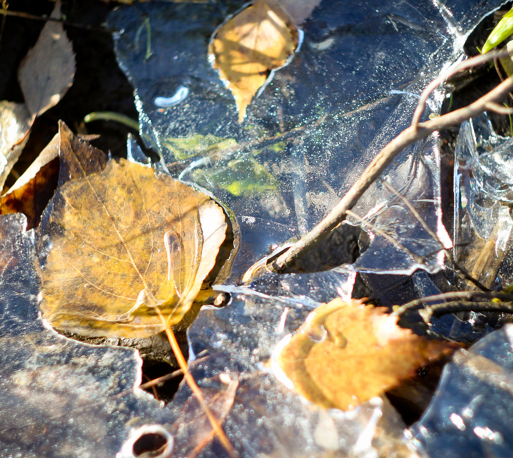 Canon EF 35-80mm f/4-5.6 sample photo. Leaves of autumn photography