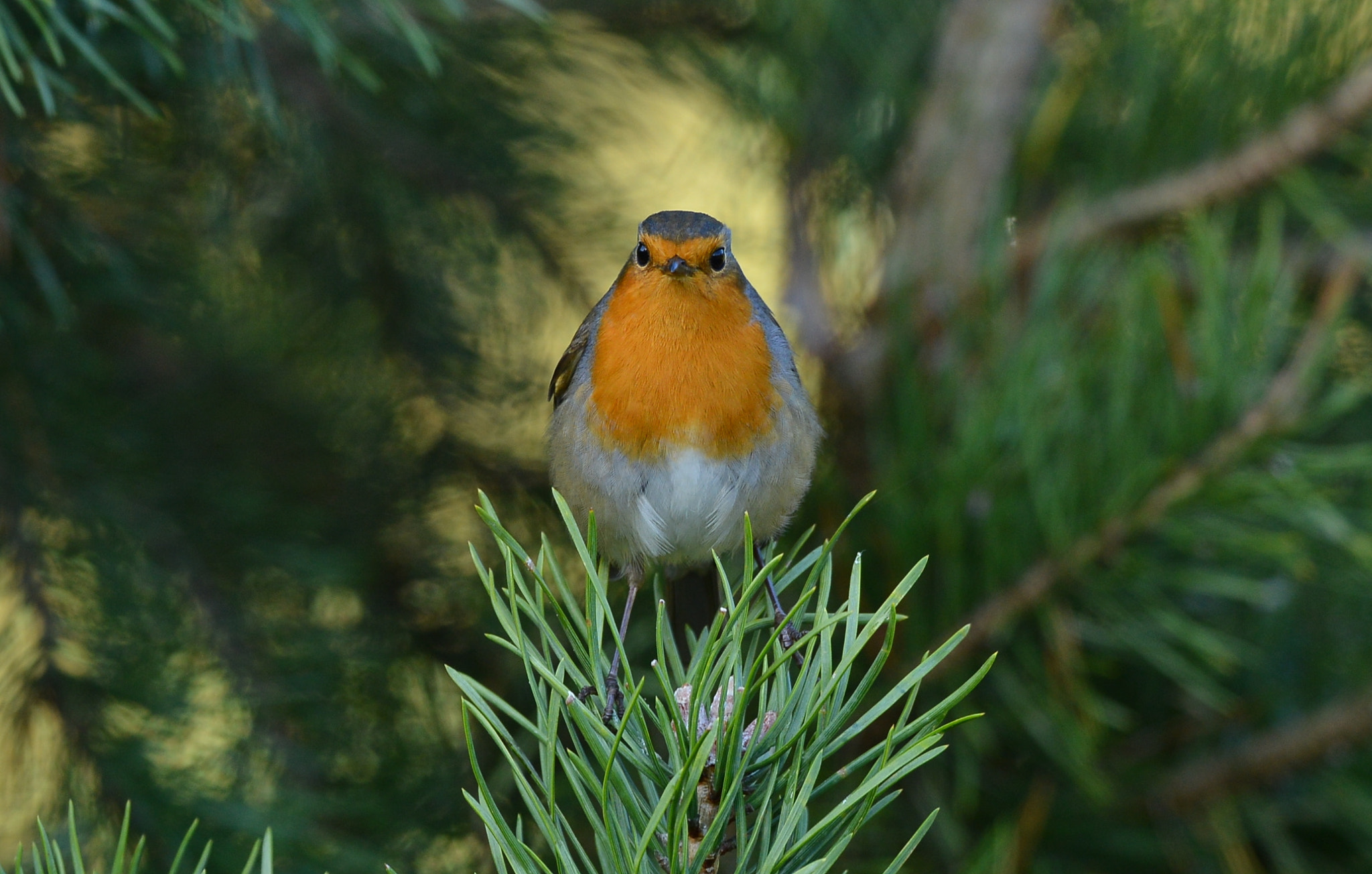 Nikon D600 + Nikon AF-S Nikkor 500mm F4G ED VR sample photo. Roodborst photography