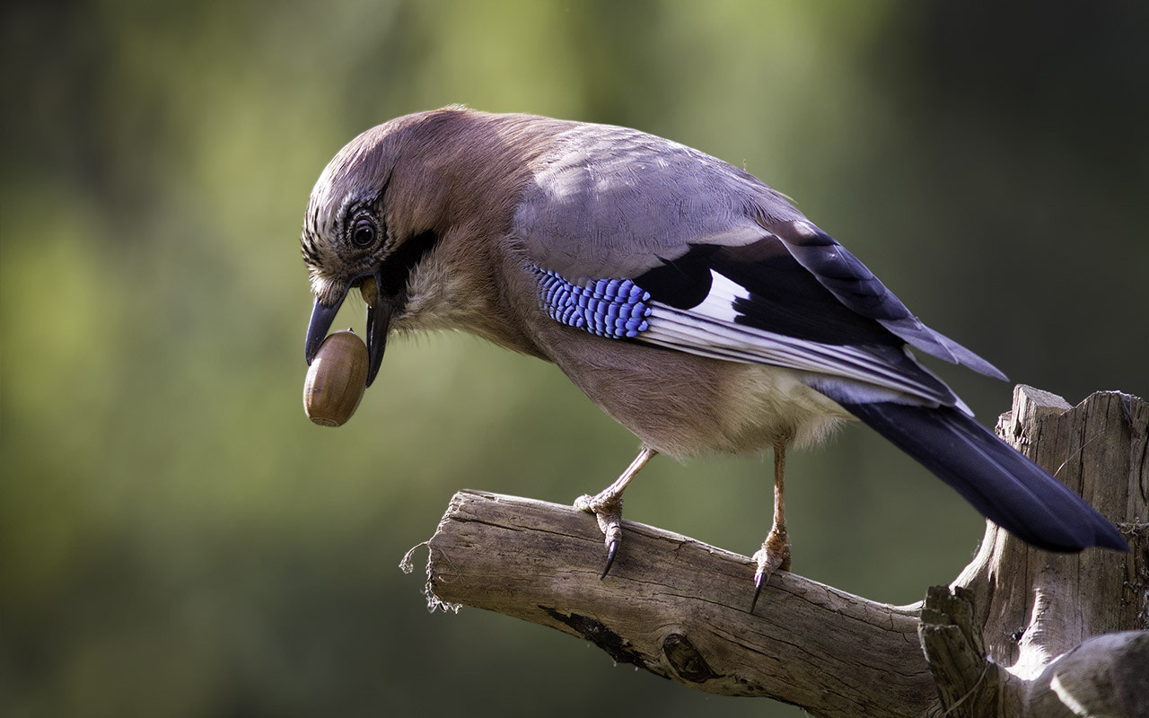 Canon EOS 7D + Canon EF 300mm F4L IS USM sample photo. Второй пошел... photography