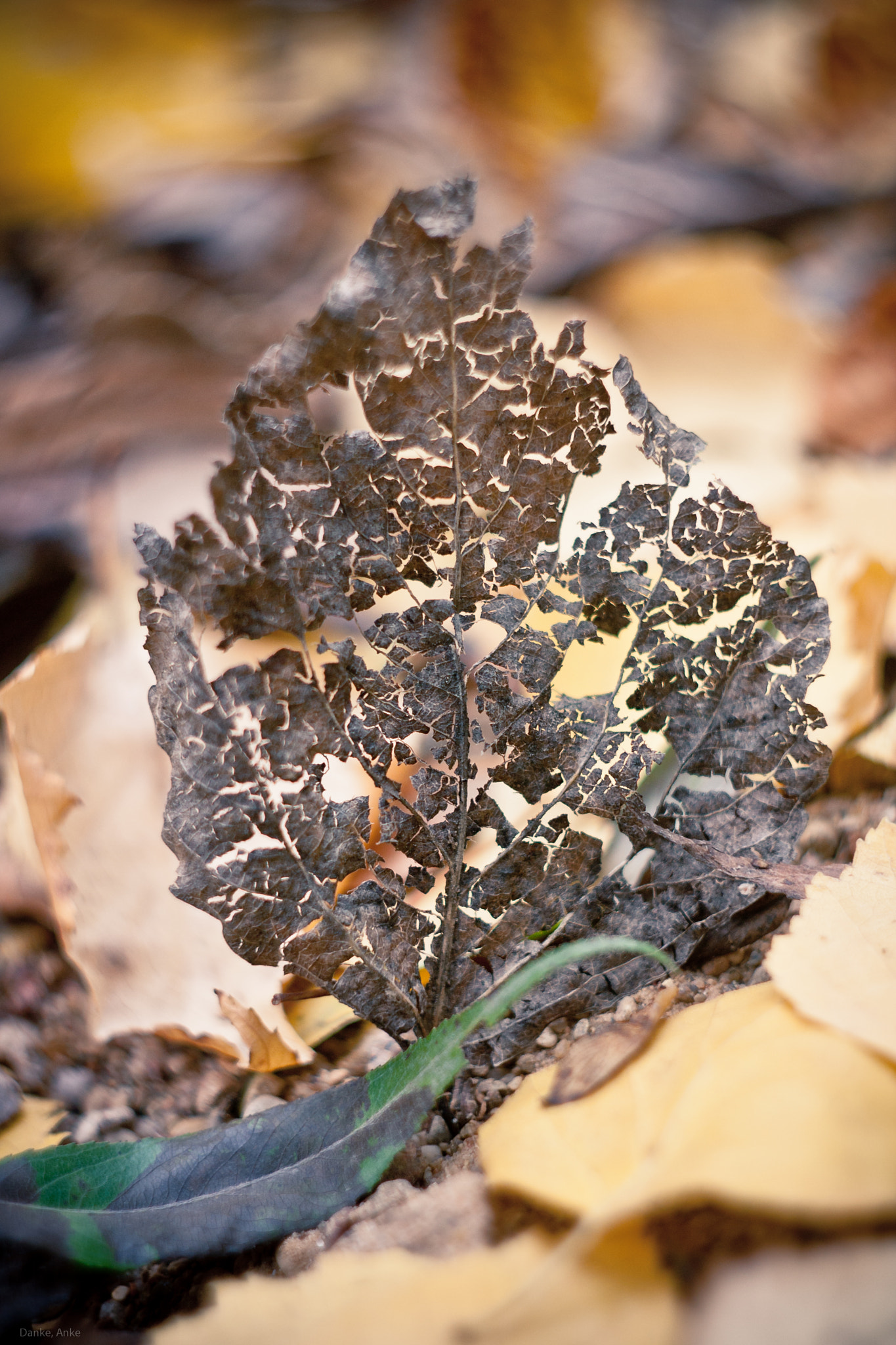Canon EF 35-80mm f/4-5.6 sample photo. Leaves of autumn photography