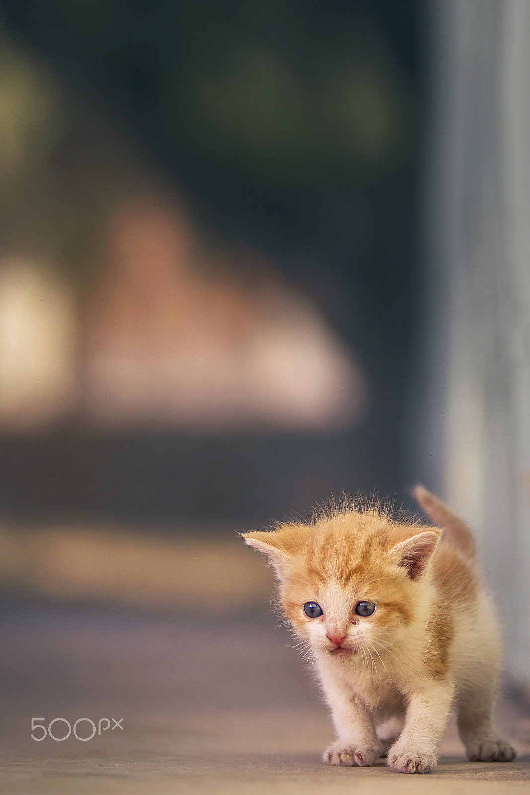 Sigma 70-200mm F2.8 EX DG OS HSM sample photo. Miss stray photography