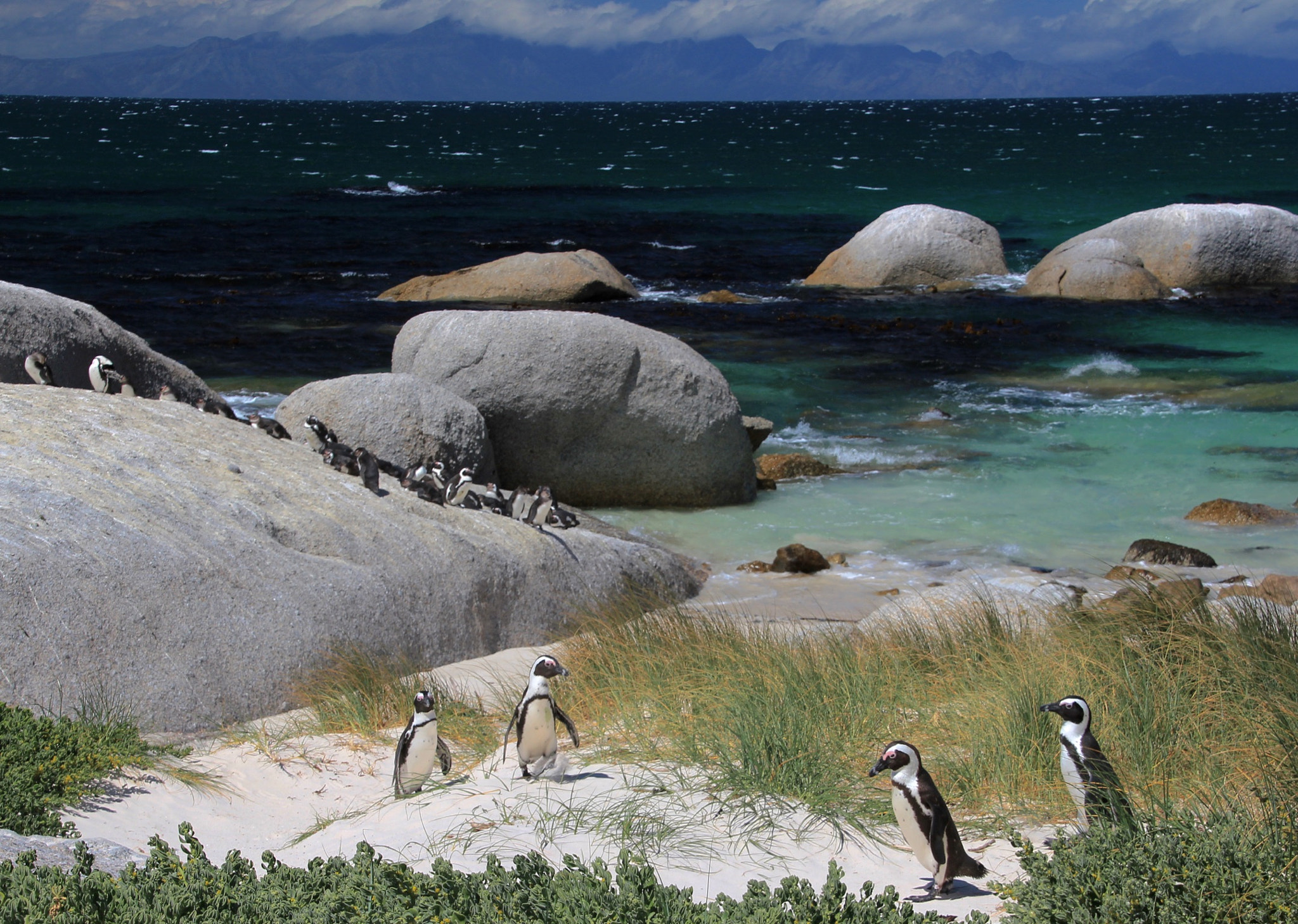 Canon EOS 550D (EOS Rebel T2i / EOS Kiss X4) + Sigma 18-125mm F3.8-5.6 DC OS HSM sample photo. African penguins, boulders beach, sa photography