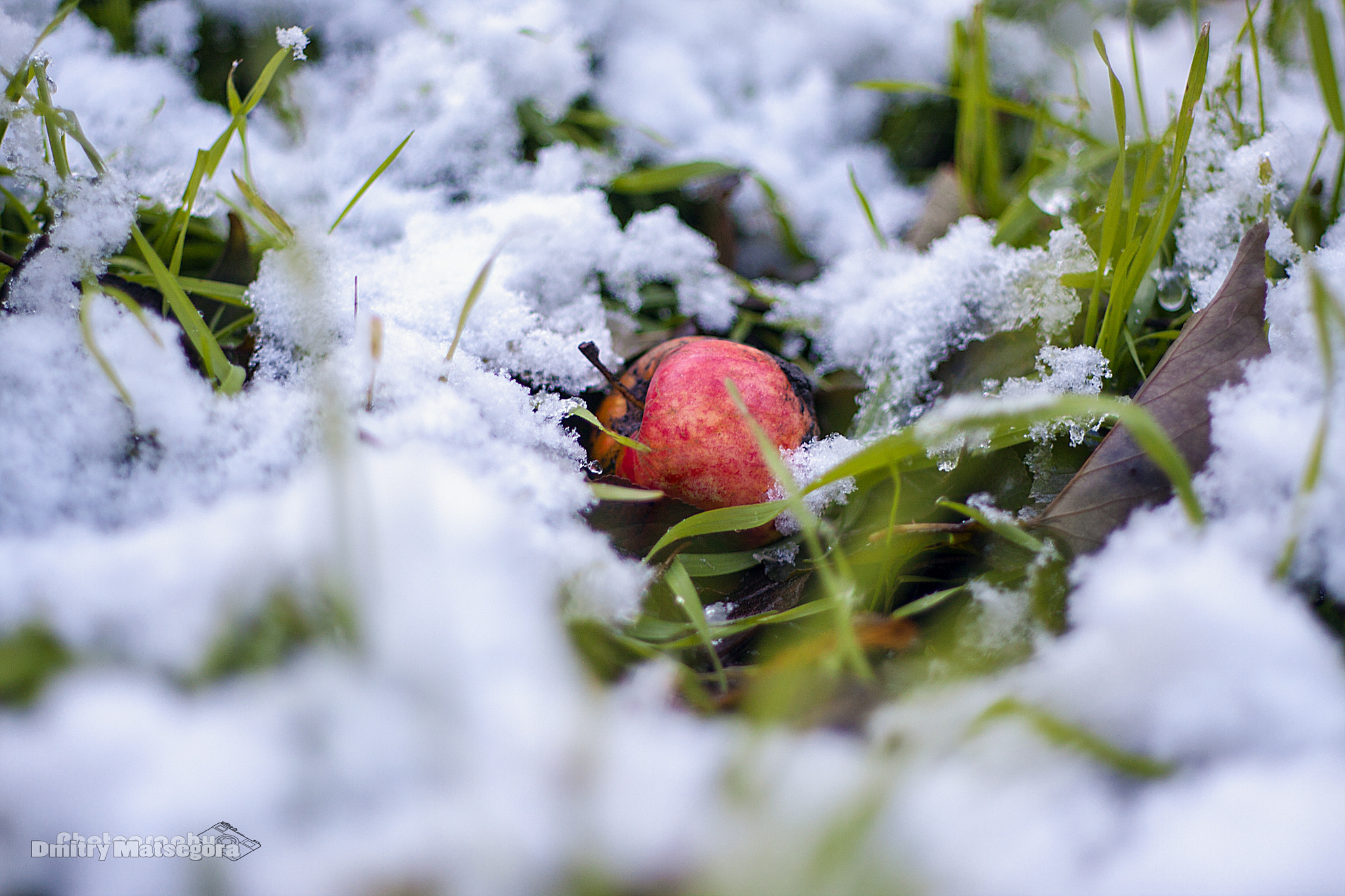 Canon EOS 40D sample photo. The first snow in november photography
