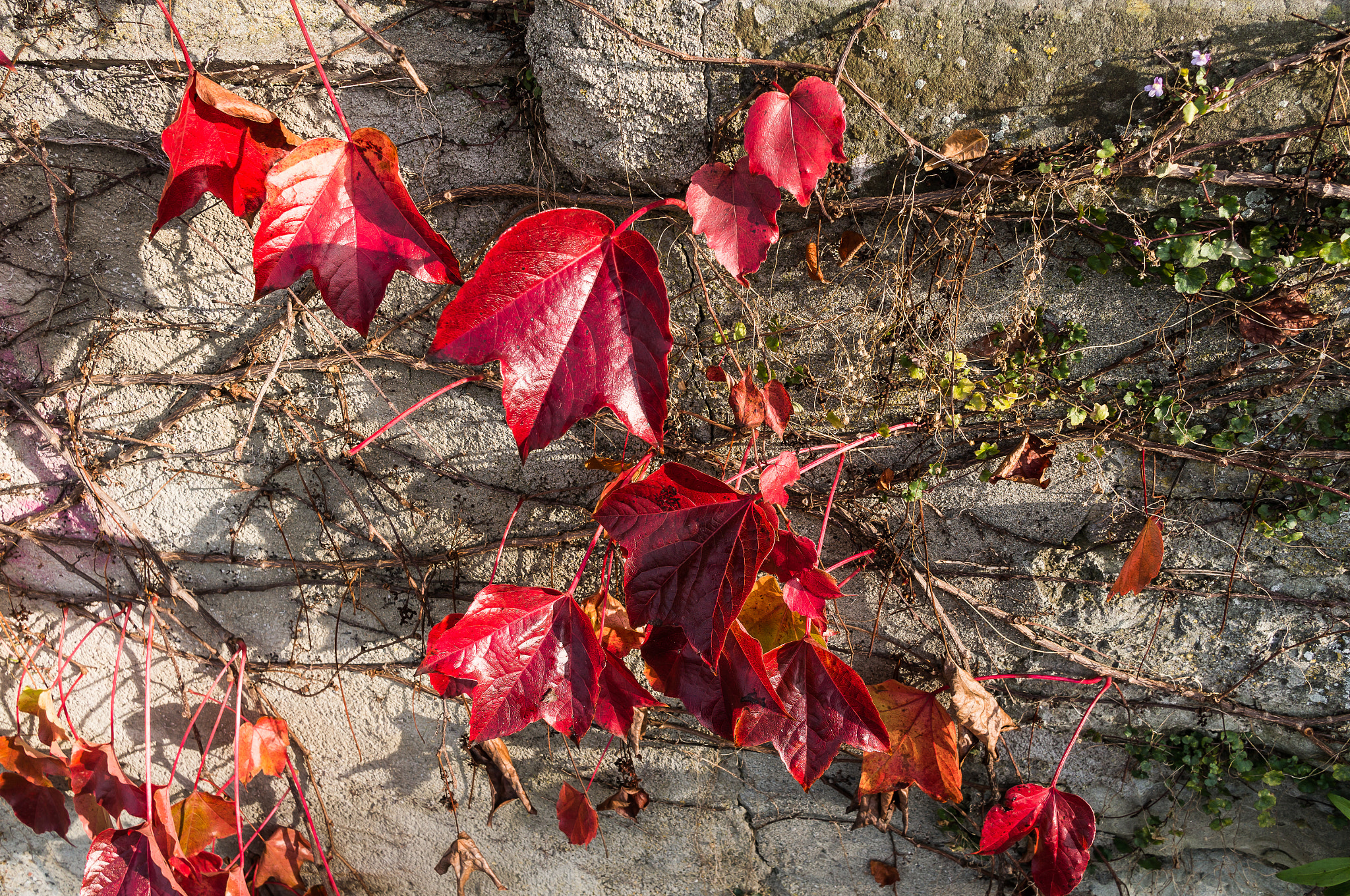 Sony Alpha NEX-6 sample photo. Autumn impression vi photography