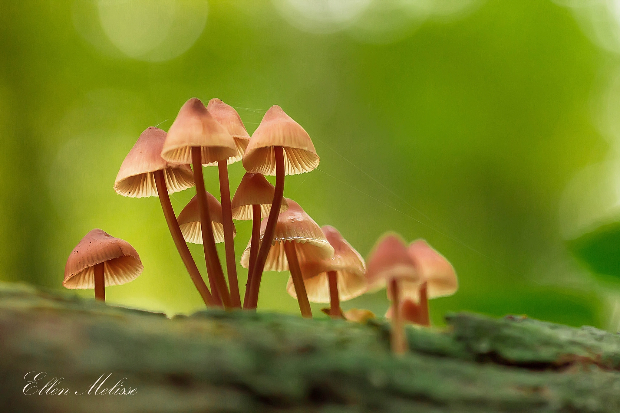 Sigma 105mm F2.8 EX DG OS HSM sample photo. Green joy photography