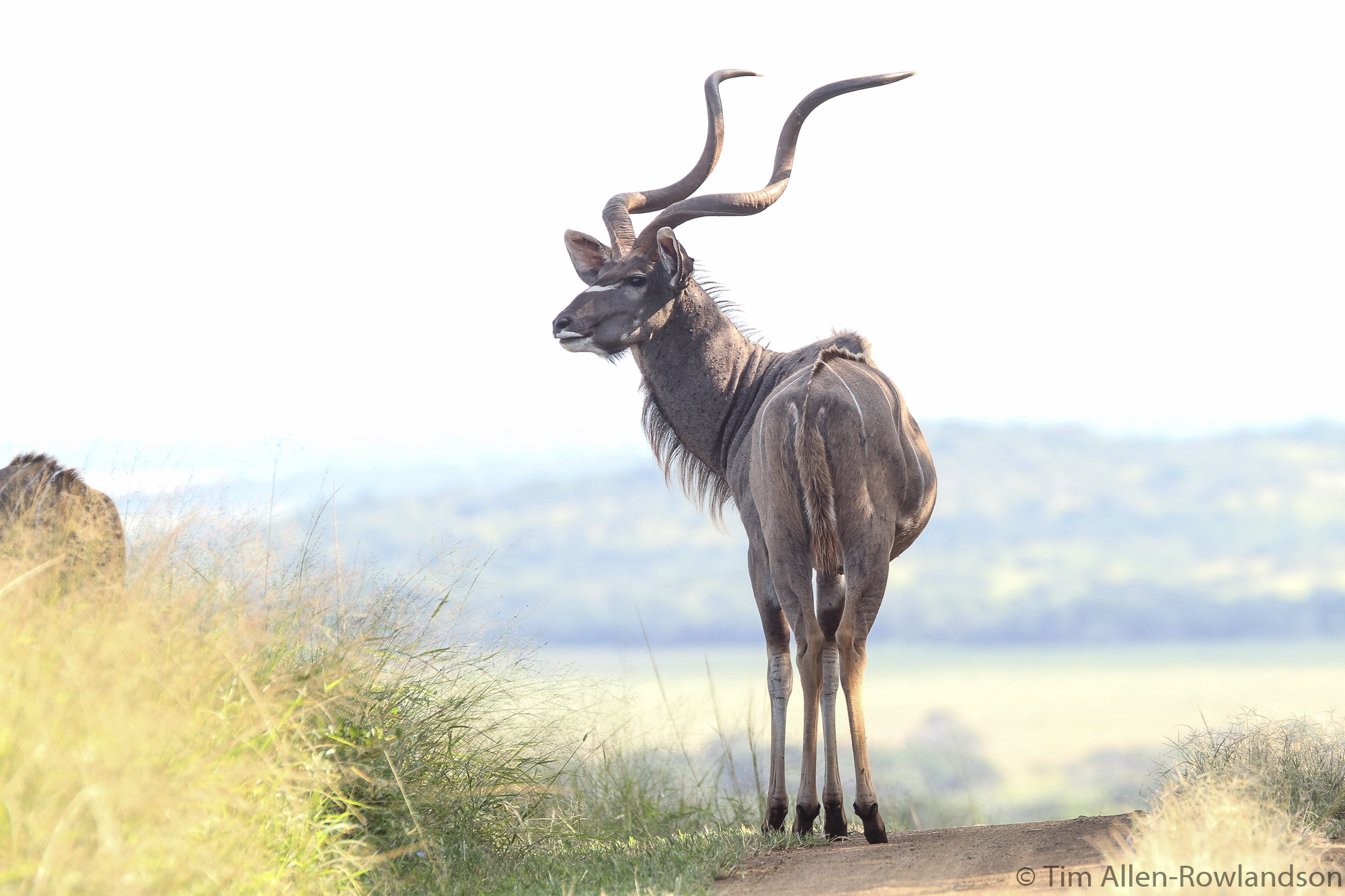 Canon EOS 7D + Sigma 120-300mm F2.8 EX DG HSM sample photo. Top of the hill photography