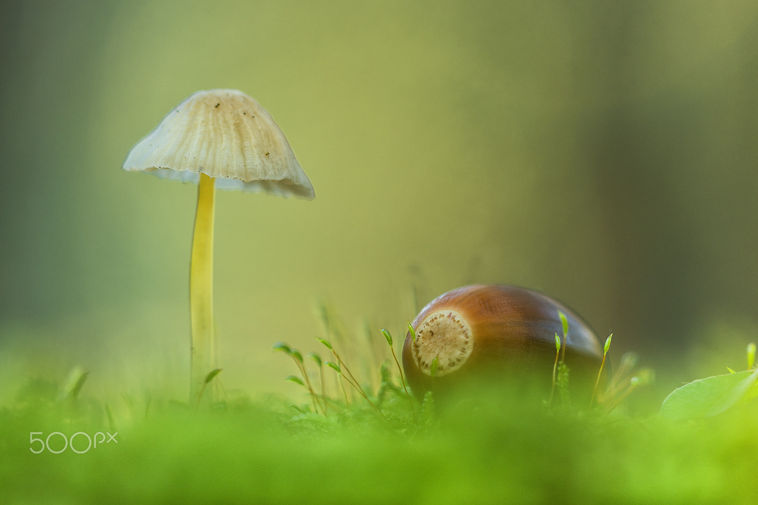 Sigma 150mm F2.8 EX DG Macro HSM sample photo. Lycena photography