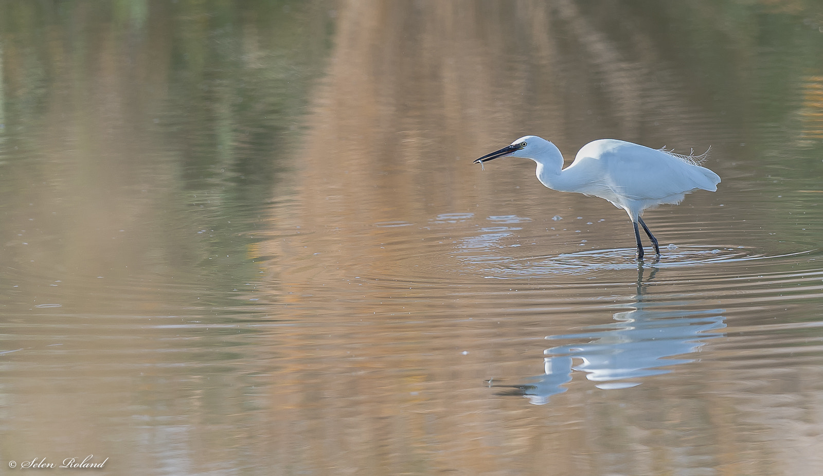 Nikon D4 + Nikon AF-S Nikkor 500mm F4G ED VR sample photo. Kleine zilverreiger - little egret photography