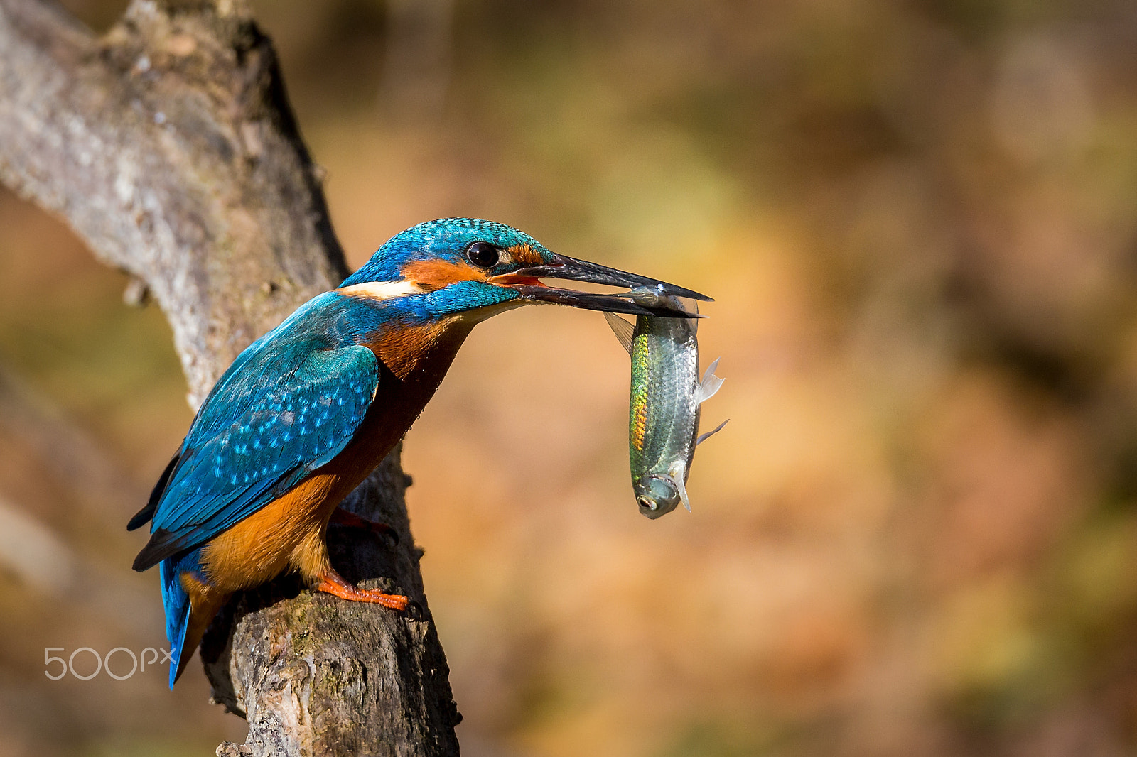 Canon EOS 6D sample photo. Kingfisher eating fish beautiful blue and brown color photography