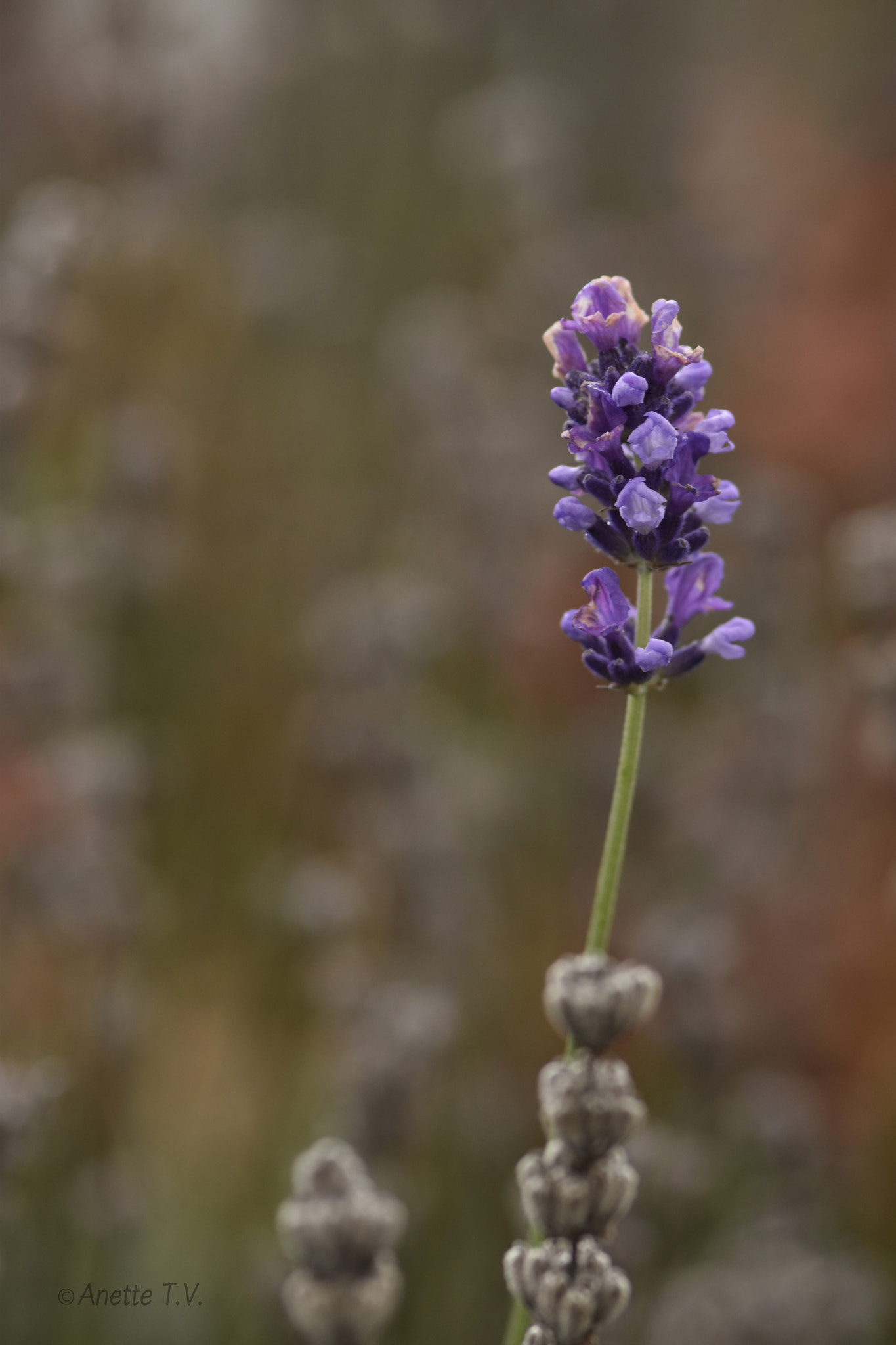 Nikon AF-S Micro-Nikkor 105mm F2.8G IF-ED VR sample photo. Still blooming... photography