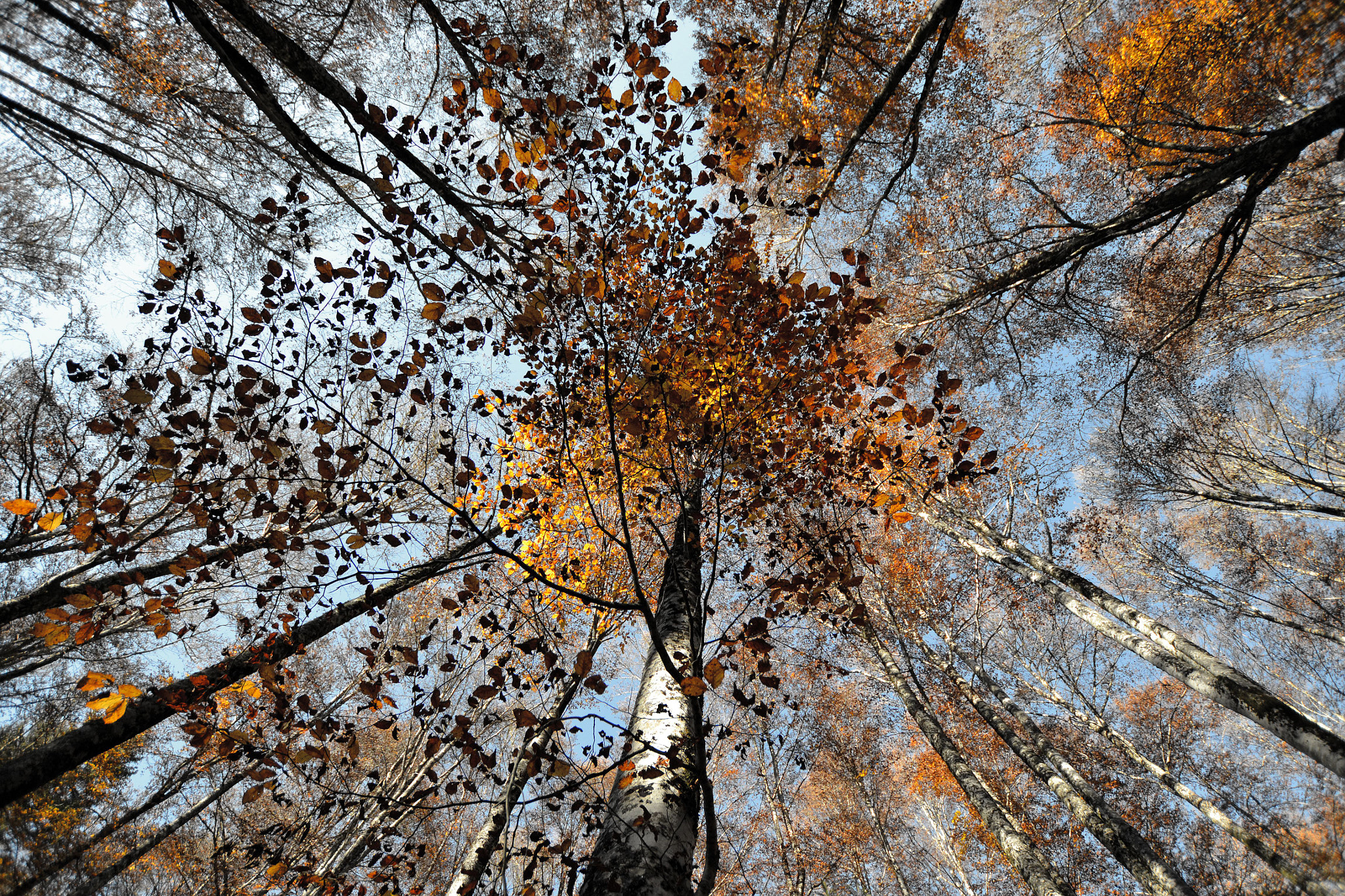 Nikon D3100 + Sigma 10-20mm F3.5 EX DC HSM sample photo. Verso il cielo photography