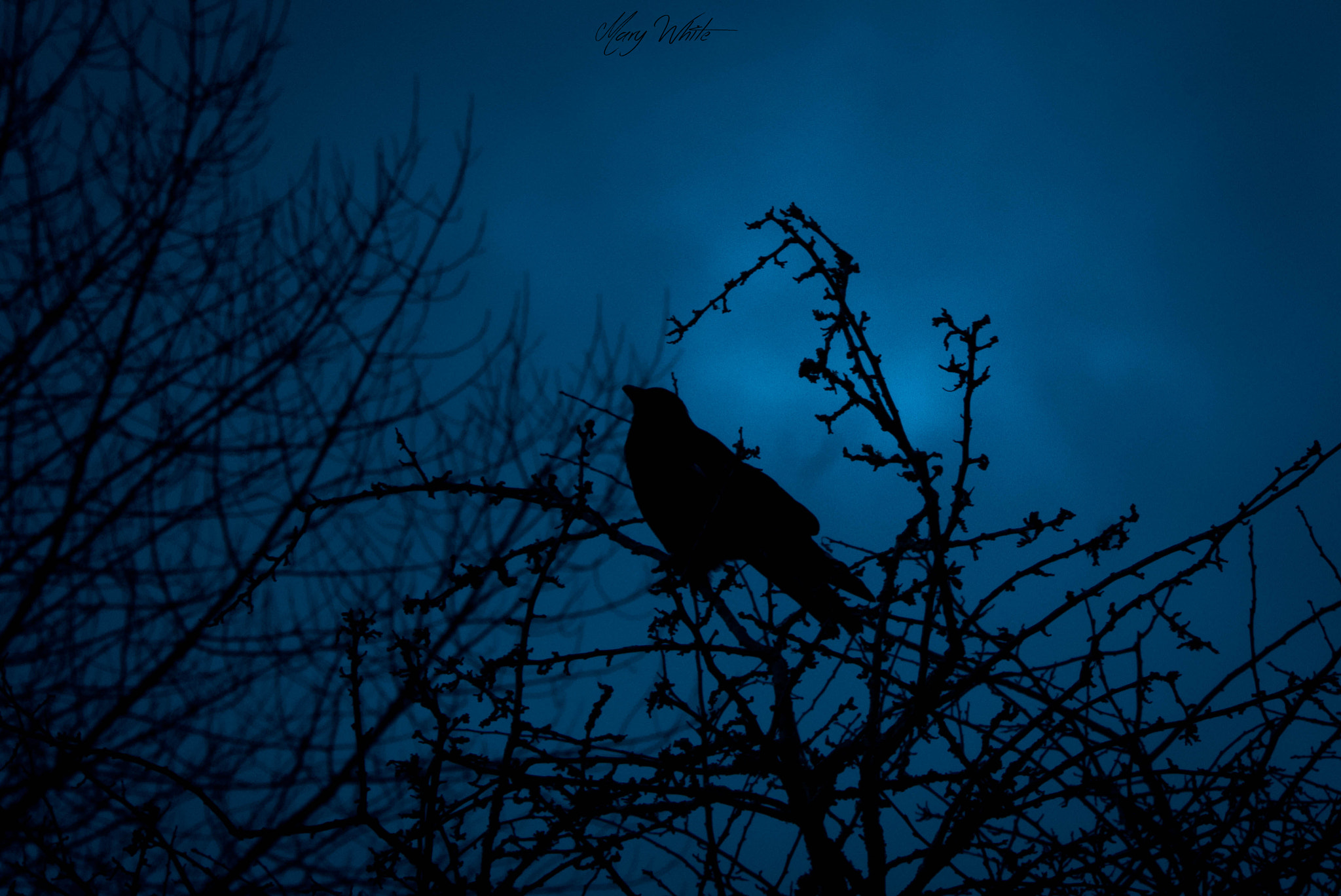 Panasonic Lumix G Vario 45-200mm F4-5.6 OIS sample photo. In the darkness photography