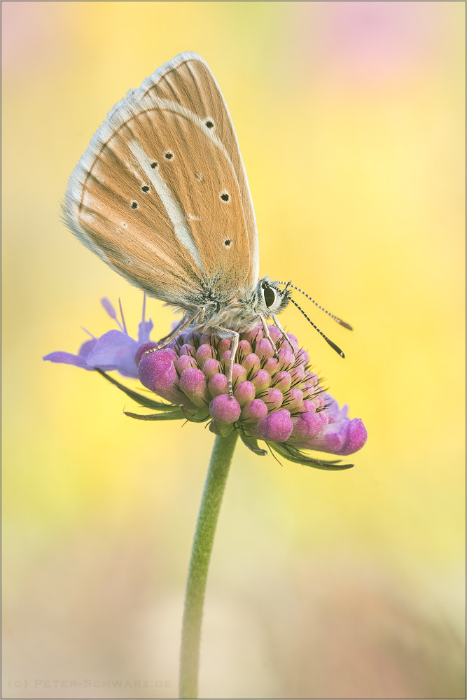 Sigma 150mm f/2.8 EX DG OS HSM APO Macro sample photo. Polyommatus damon photography