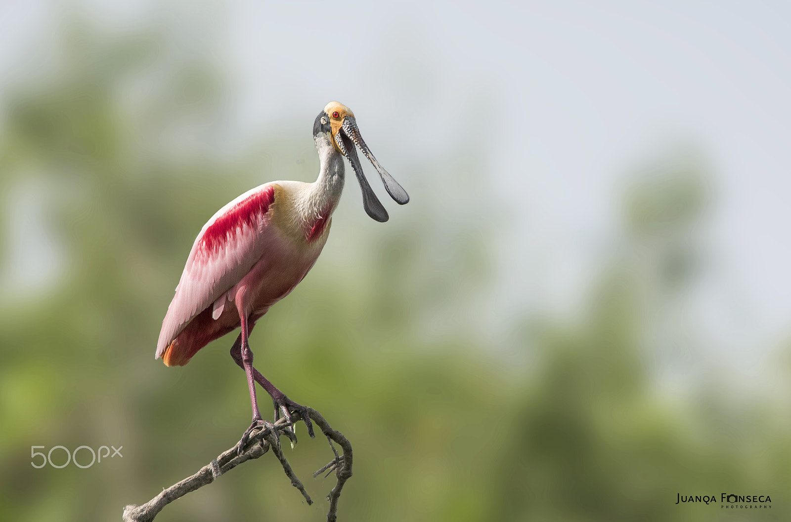 Sony ILCA-77M2 + Tamron SP 150-600mm F5-6.3 Di VC USD sample photo. Roseate spoonbill photography