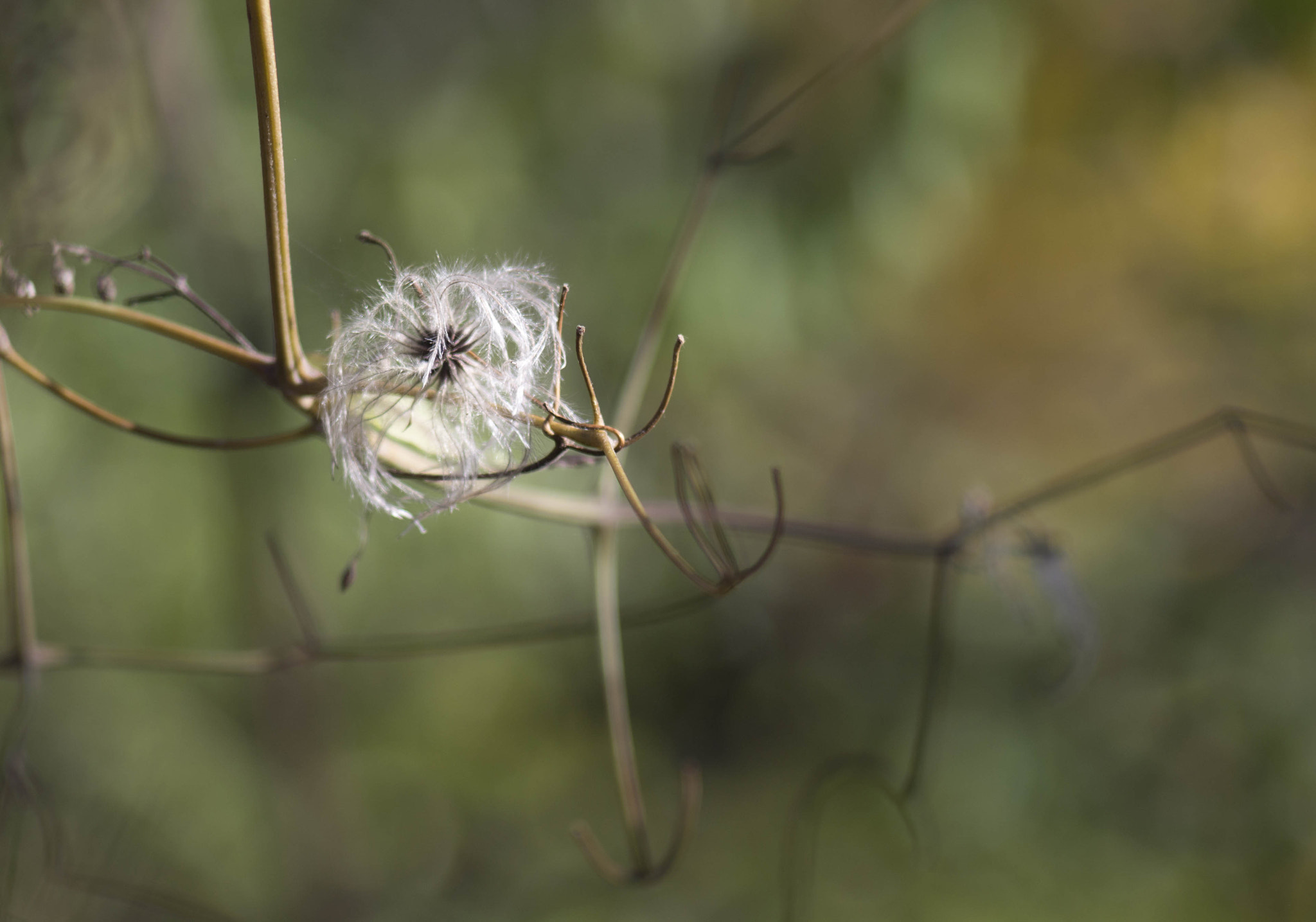 Canon EF 35-80mm f/4-5.6 sample photo. Pastel photography