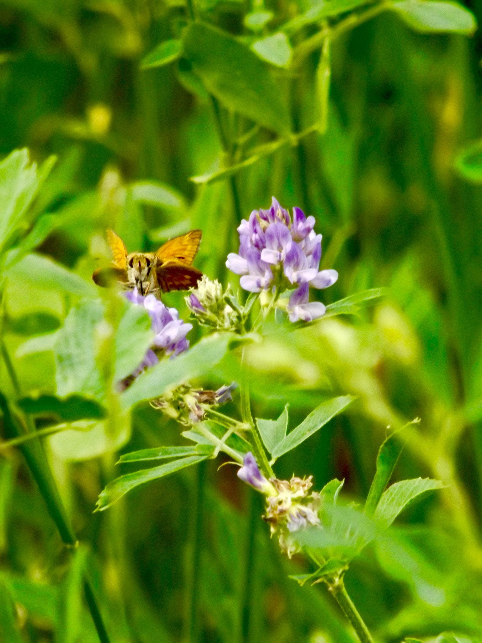 Fujifilm FinePix S4900 sample photo. This cute butterfly is looking at me! photography