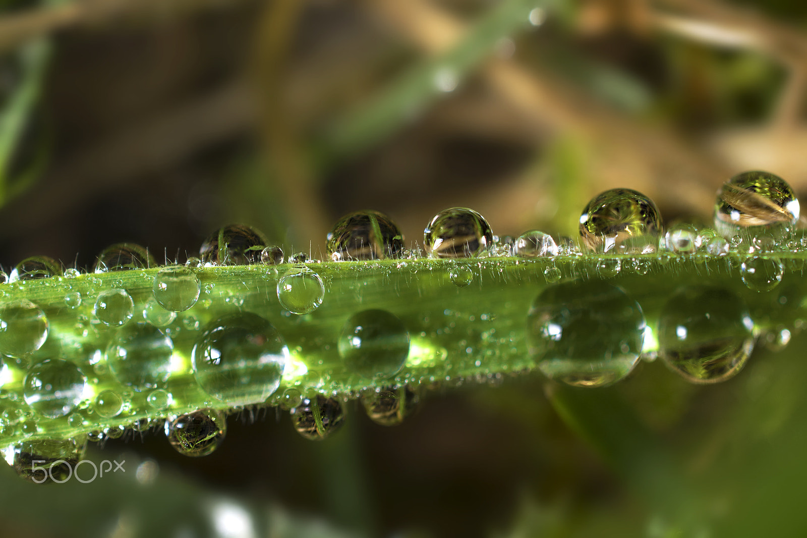 Nikon AF-S DX Micro Nikkor 40mm F2.8 sample photo. Dewy grass photography
