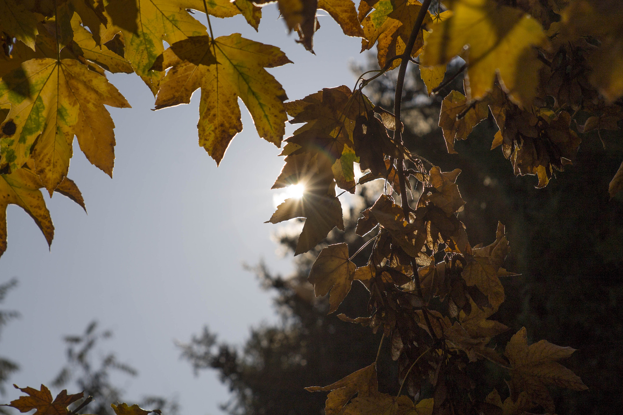 Canon EF 35-80mm f/4-5.6 sample photo. Last warming rays photography