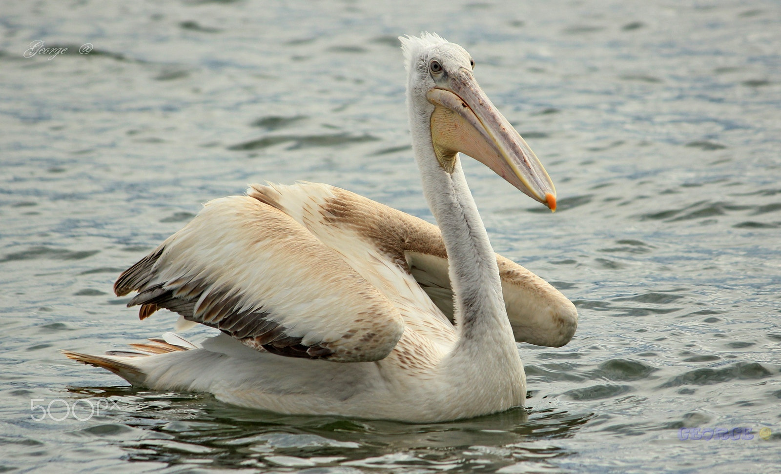 Canon EOS 5D sample photo. Pelecan (pelecanus crispus)  Αργυροπελεκάνος photography