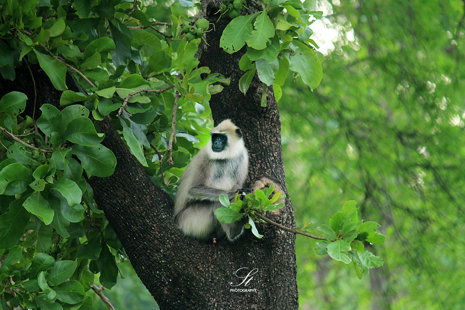 Canon EF-S 55-250mm F4-5.6 IS sample photo. Bandhipur photography
