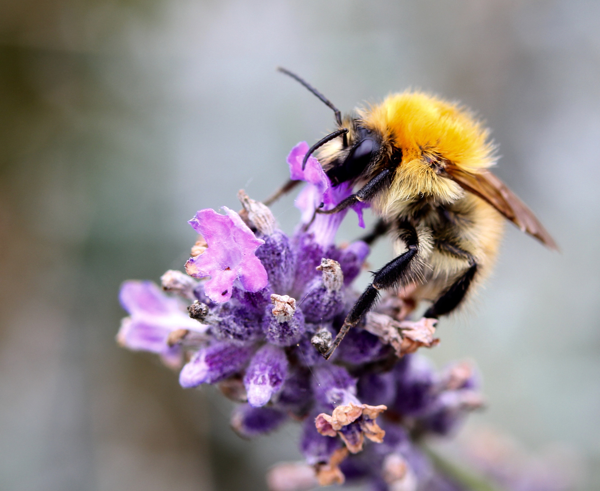 Sigma 105mm F2.8 EX DG OS HSM sample photo. Img photography