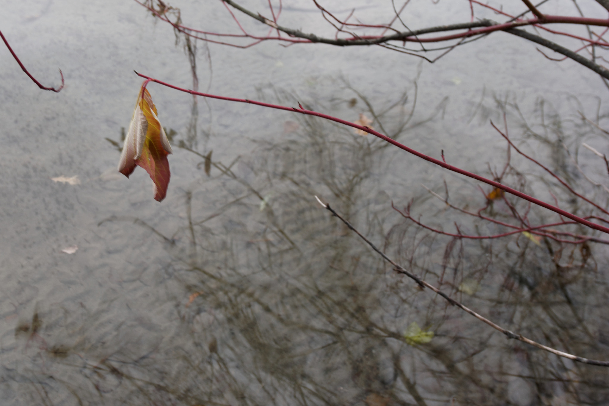 Samsung NX500 + Samsung NX 12-24mm F4-5.6 ED sample photo. Leaf photography