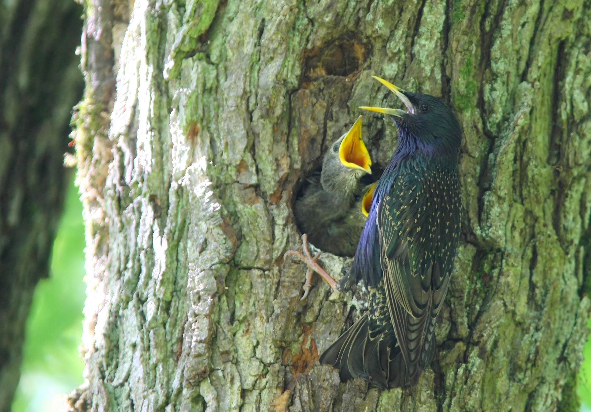 Canon EOS 40D + Canon EF 300mm F4L IS USM sample photo. I am hungry daddy...... photography