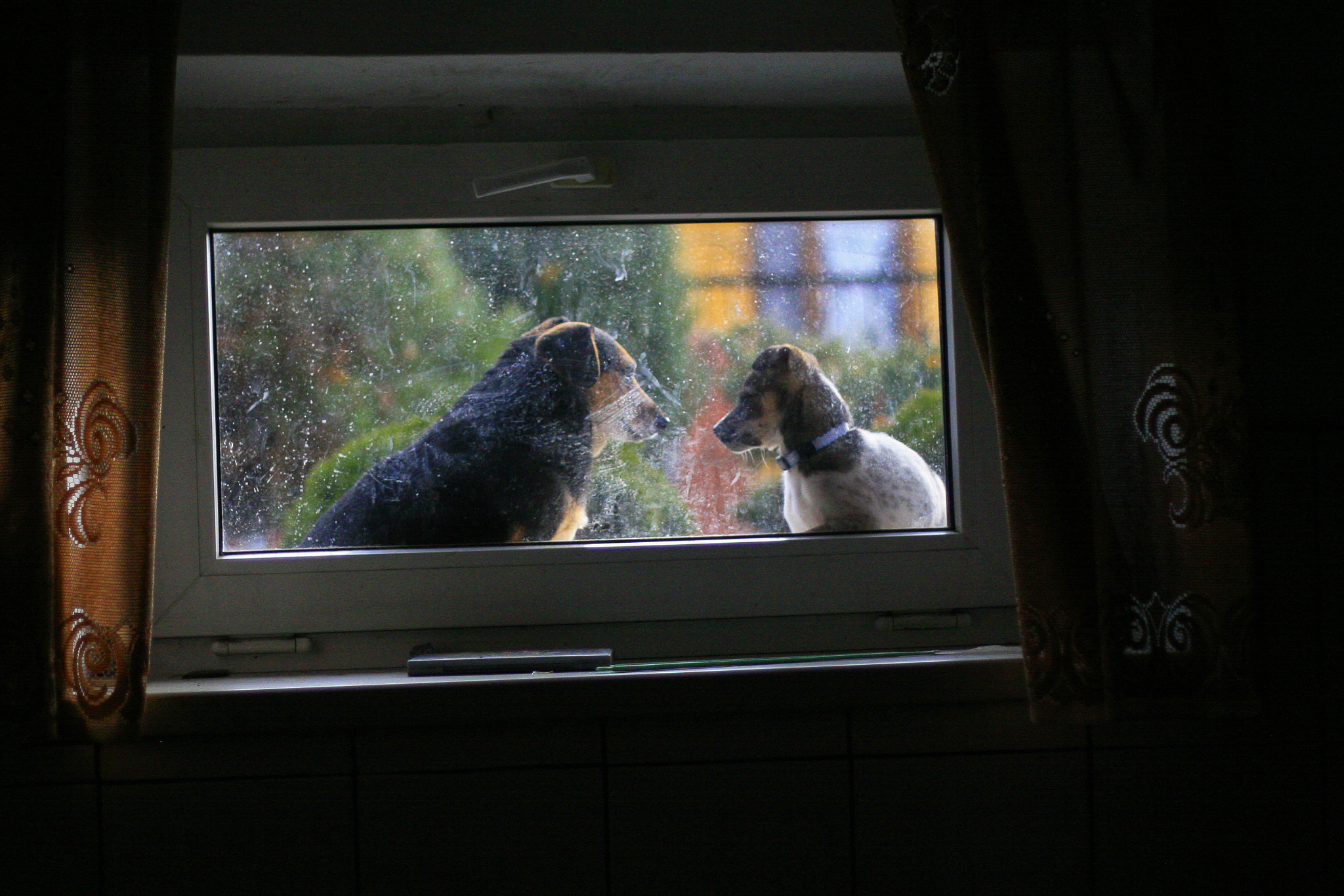Canon EOS 30D sample photo. Coco & ciapek in the kitchen's window. photography
