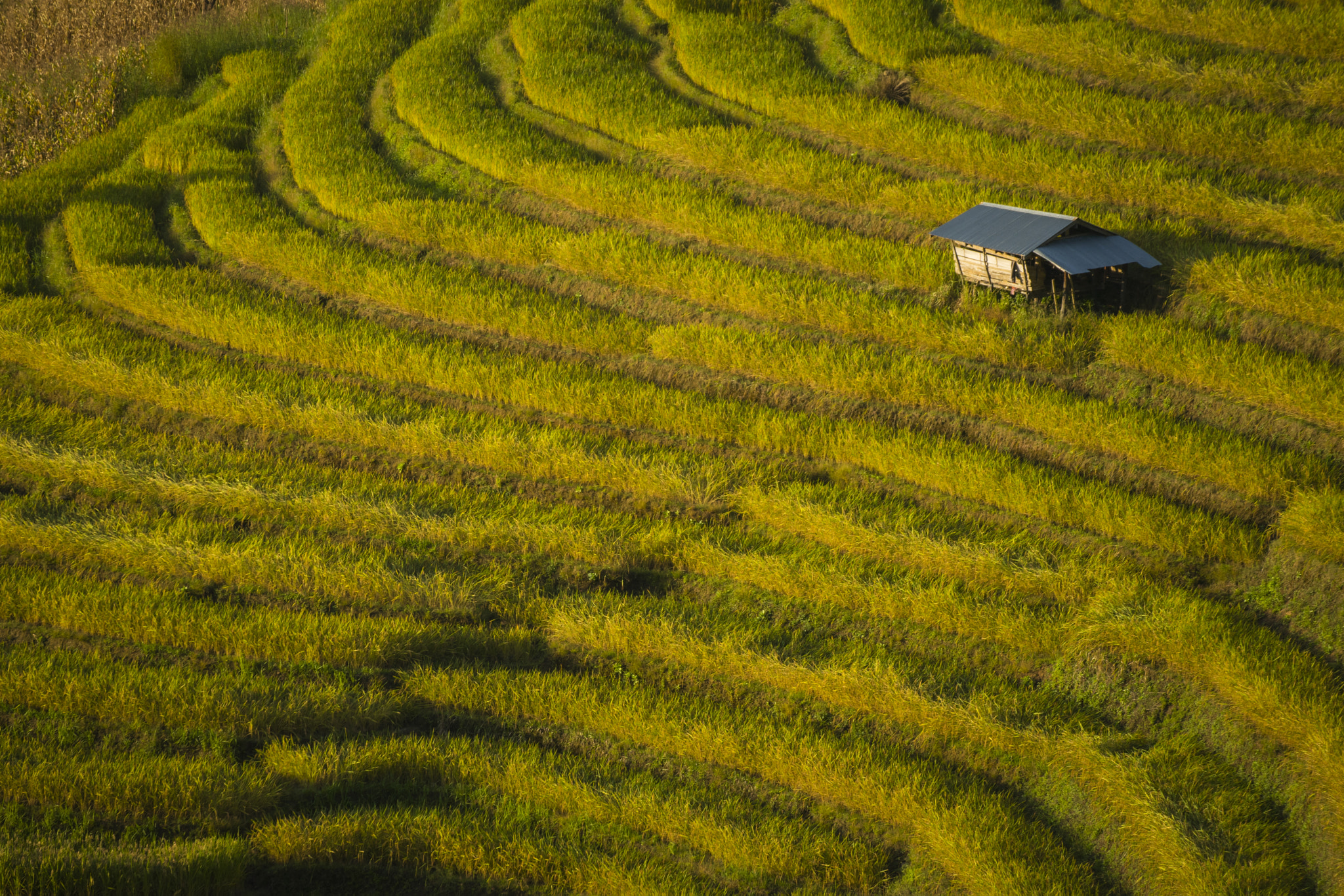 Sony a7 + Tamron SP 70-300mm F4-5.6 Di USD sample photo. Rice fields on terraced in sunset at mae cham. photography