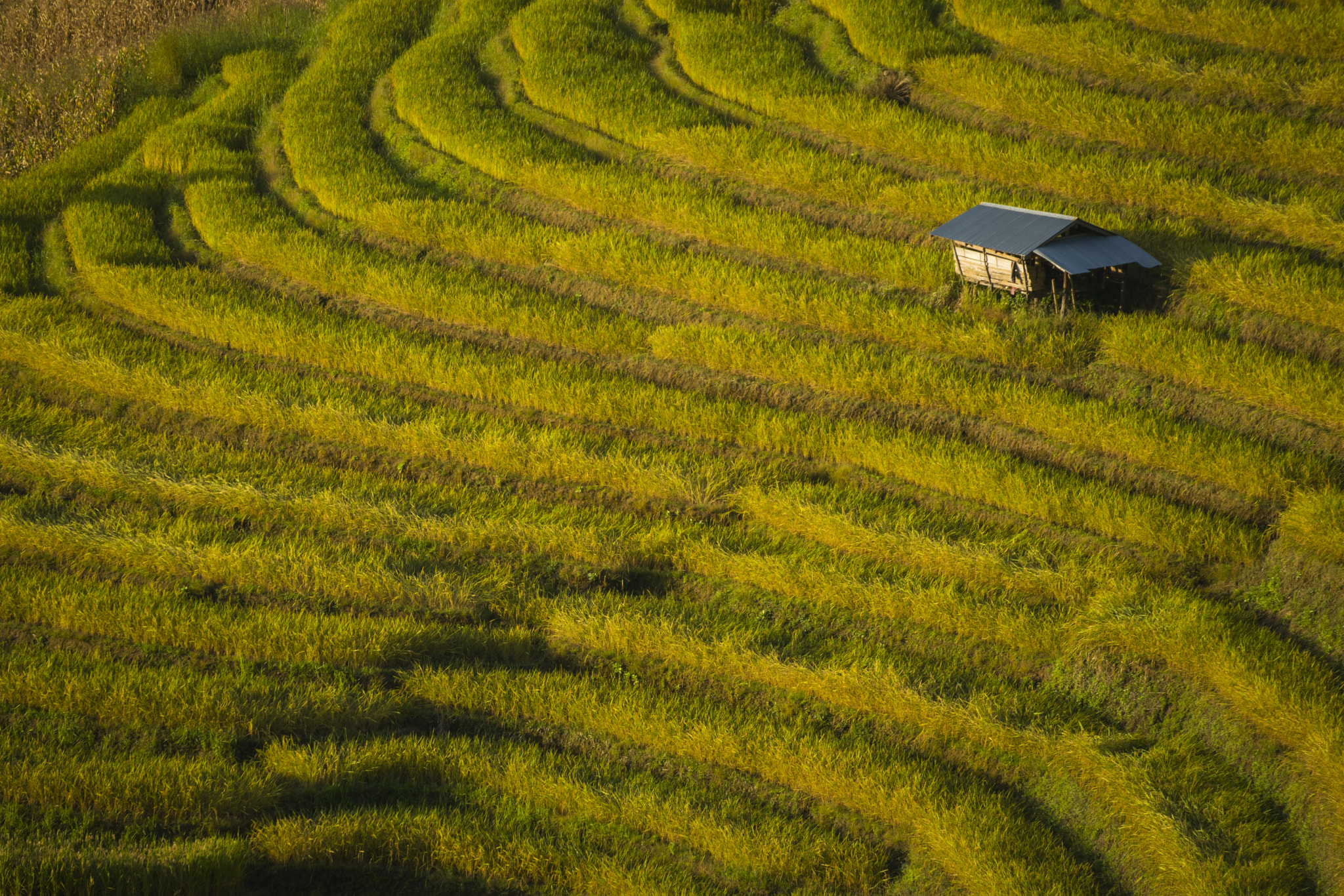 Tamron SP 70-300mm F4-5.6 Di USD sample photo. Rice fields on terraced in sunset at mae cham. photography