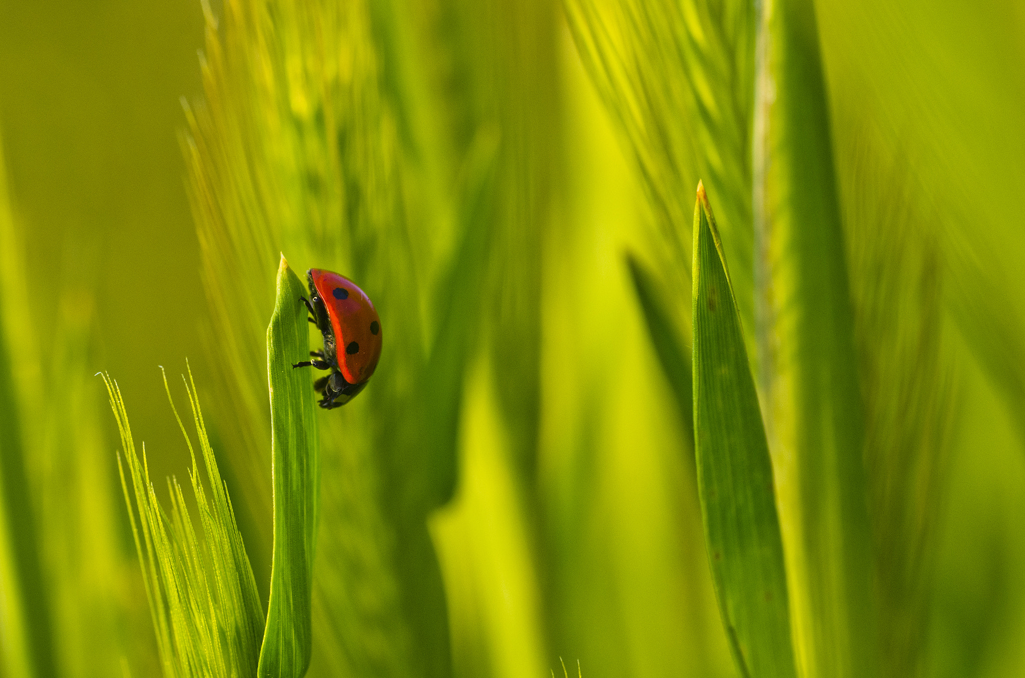 Pentax K-5 sample photo. Ladybug photography