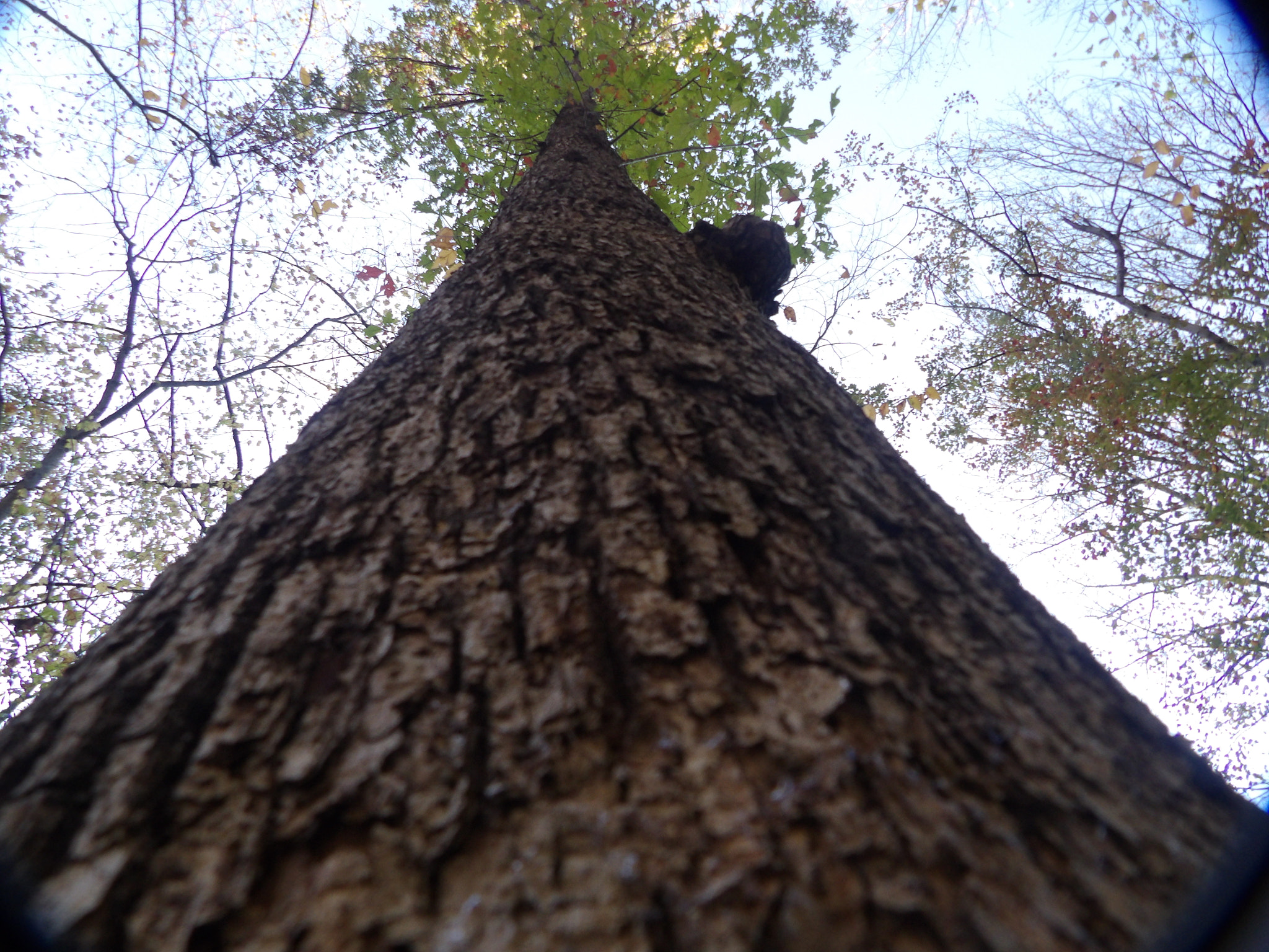 Ricoh PENTAX XG-1 sample photo. Tree photography