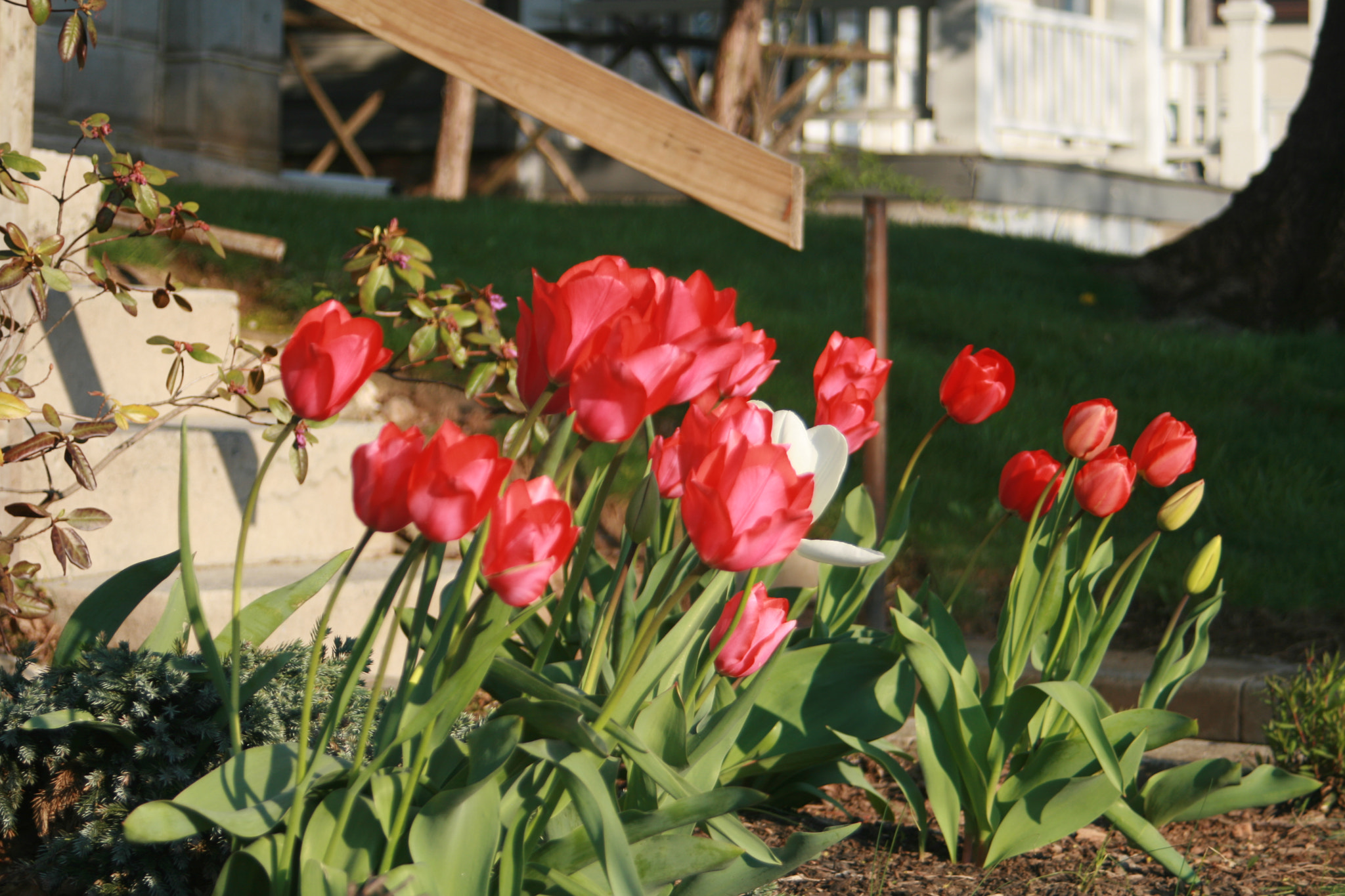 Canon EF 28-80mm f/3.5-5.6 USM sample photo. Flower photography