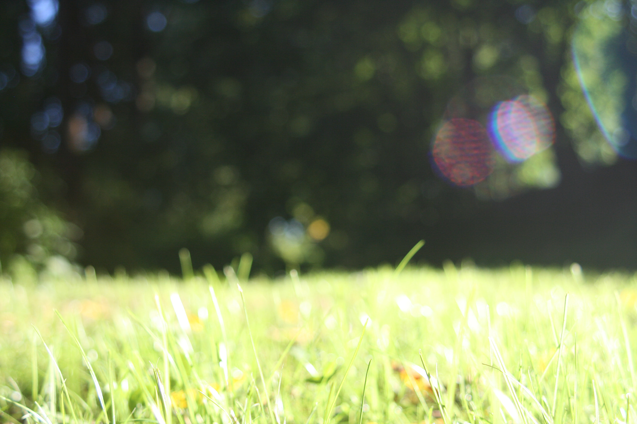 Canon EF 28-80mm f/3.5-5.6 USM sample photo. Nature photography
