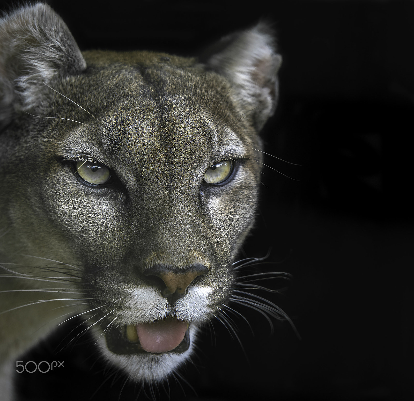 Nikon D5 + Nikon AF-S Nikkor 200mm F2G ED VR II sample photo. Mountain lion photography