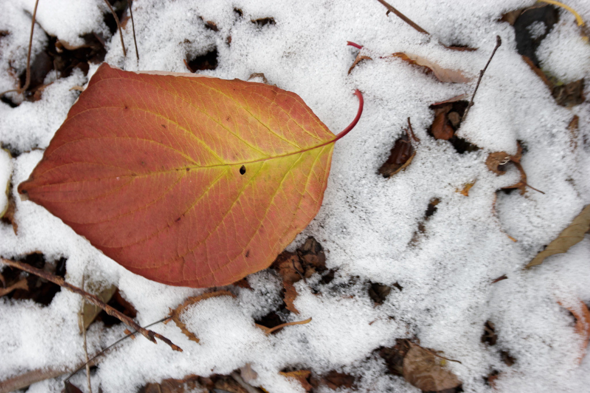 Samsung NX500 + Samsung NX 12-24mm F4-5.6 ED sample photo. Leaf photography