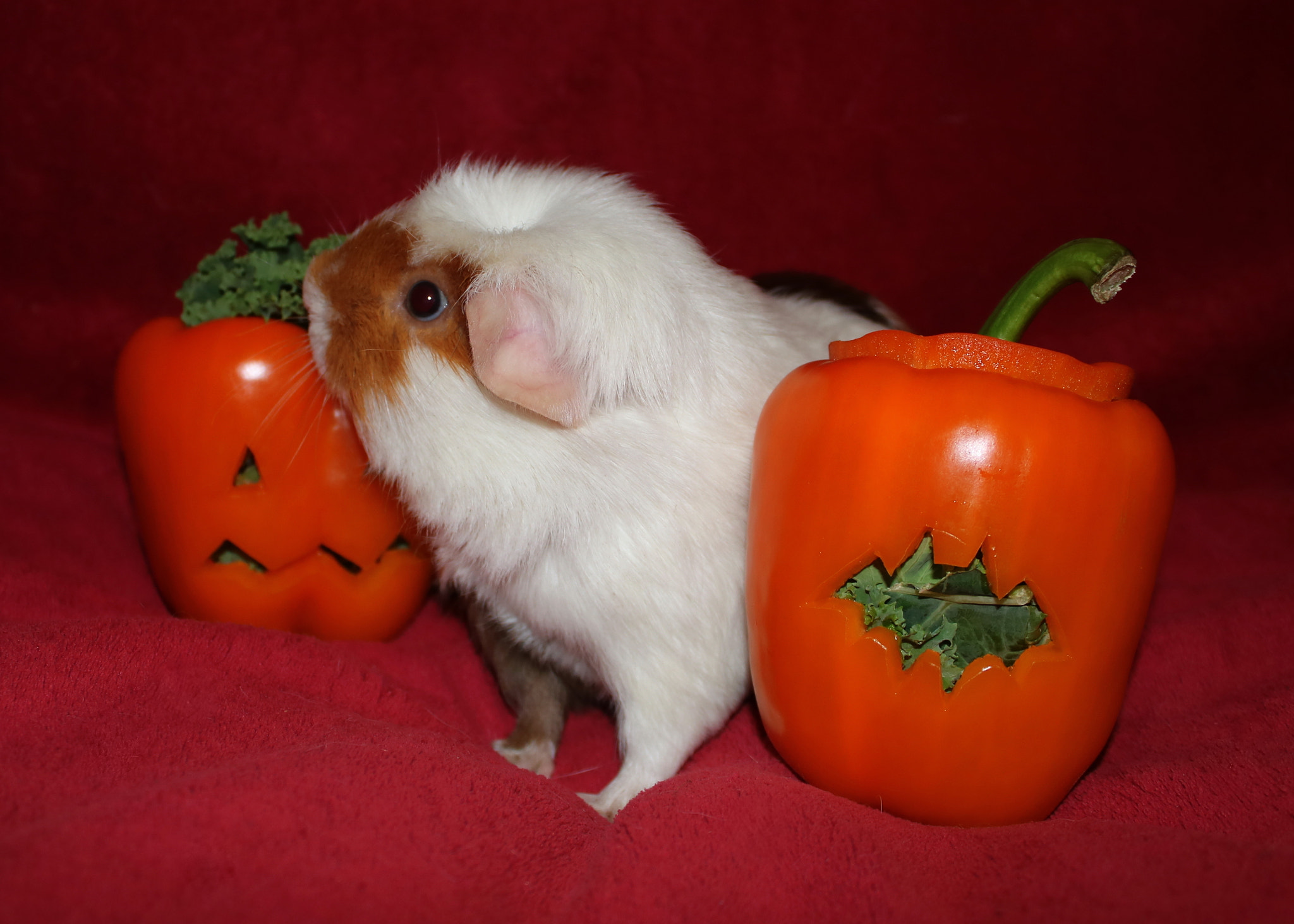 Canon EOS 750D (EOS Rebel T6i / EOS Kiss X8i) sample photo. Cupcake and pepper pumpkins photography
