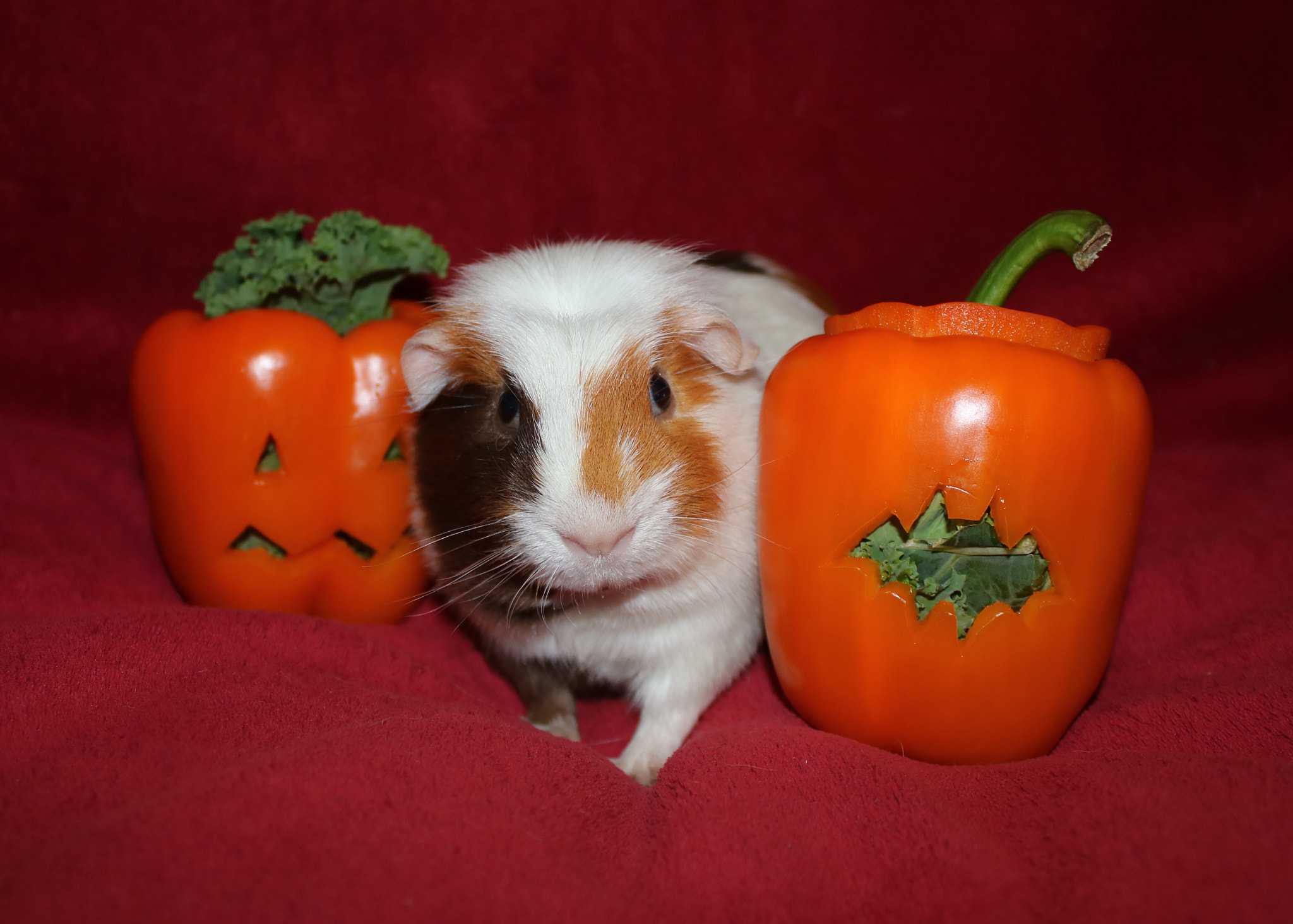 Canon EOS 750D (EOS Rebel T6i / EOS Kiss X8i) sample photo. Cupcake and pepper pumpkins photography