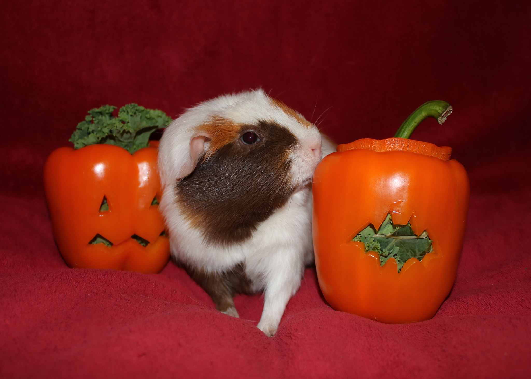 Canon EOS 750D (EOS Rebel T6i / EOS Kiss X8i) sample photo. Cupcake and pepper pumpkins photography